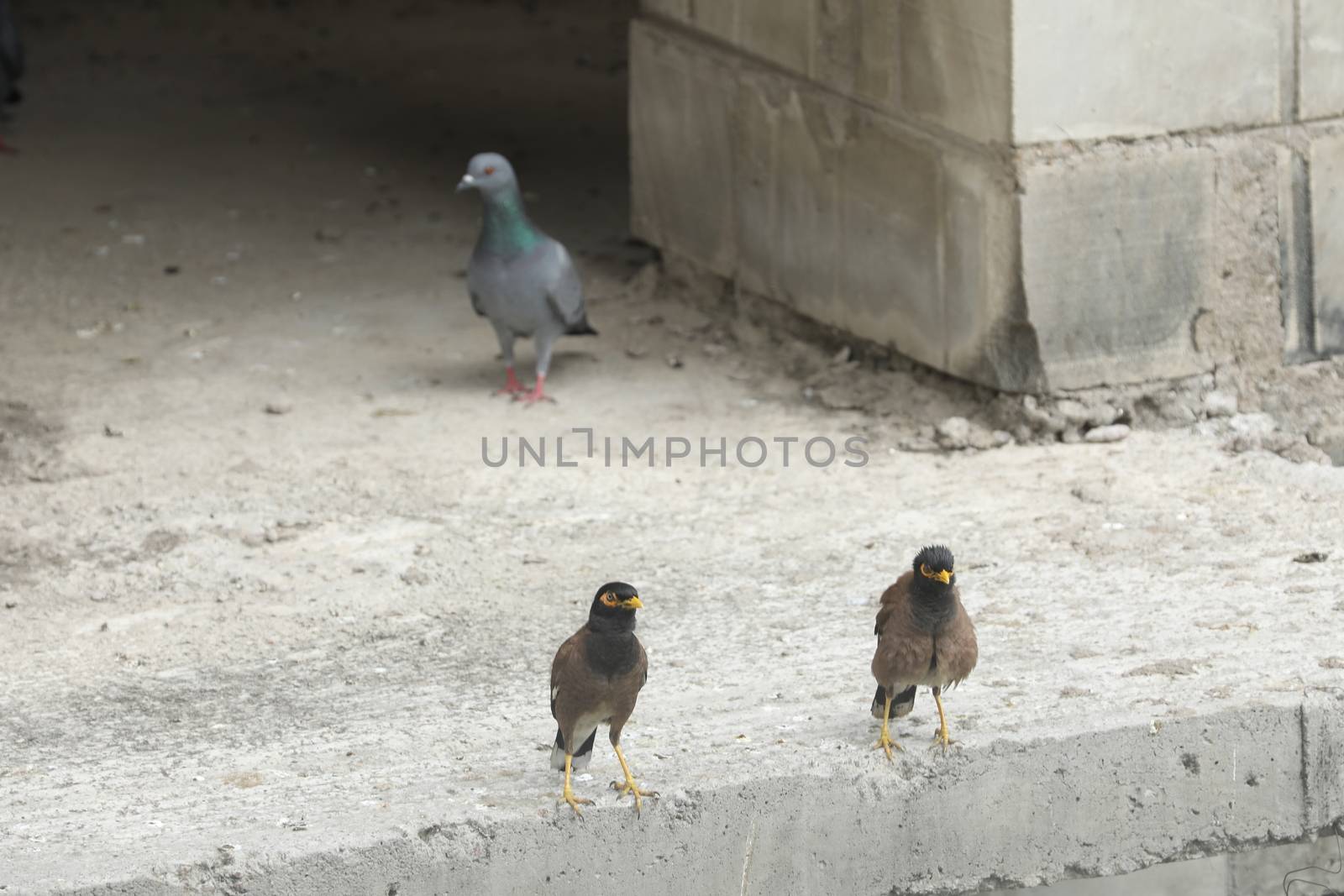 Pigeon on the wall