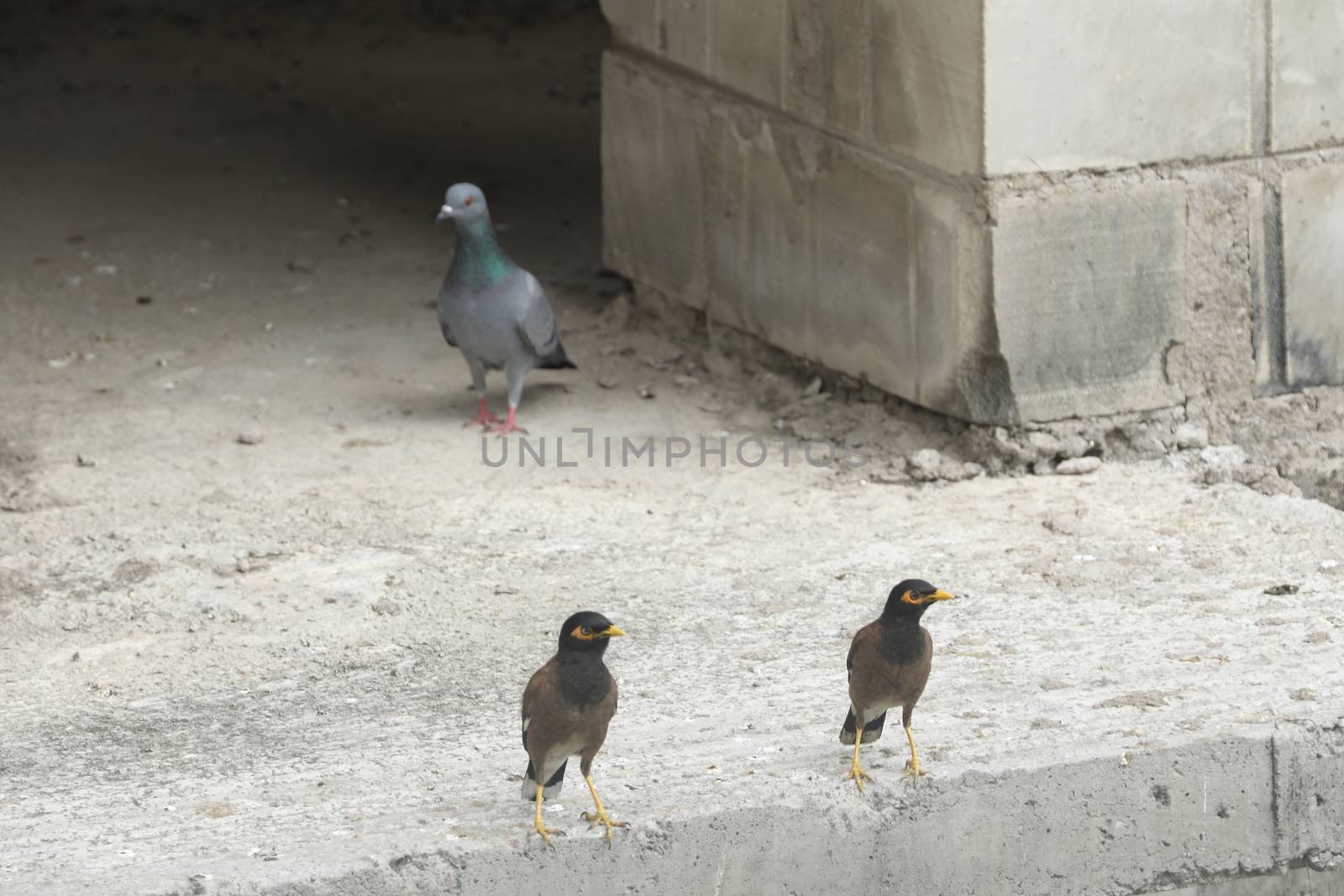 Pigeon on the wall