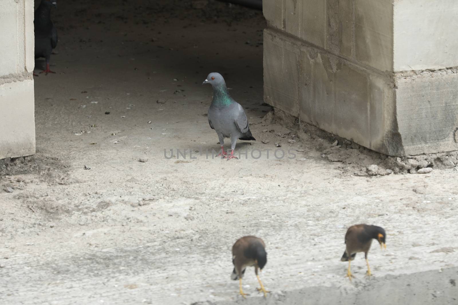 Pigeon on the wall