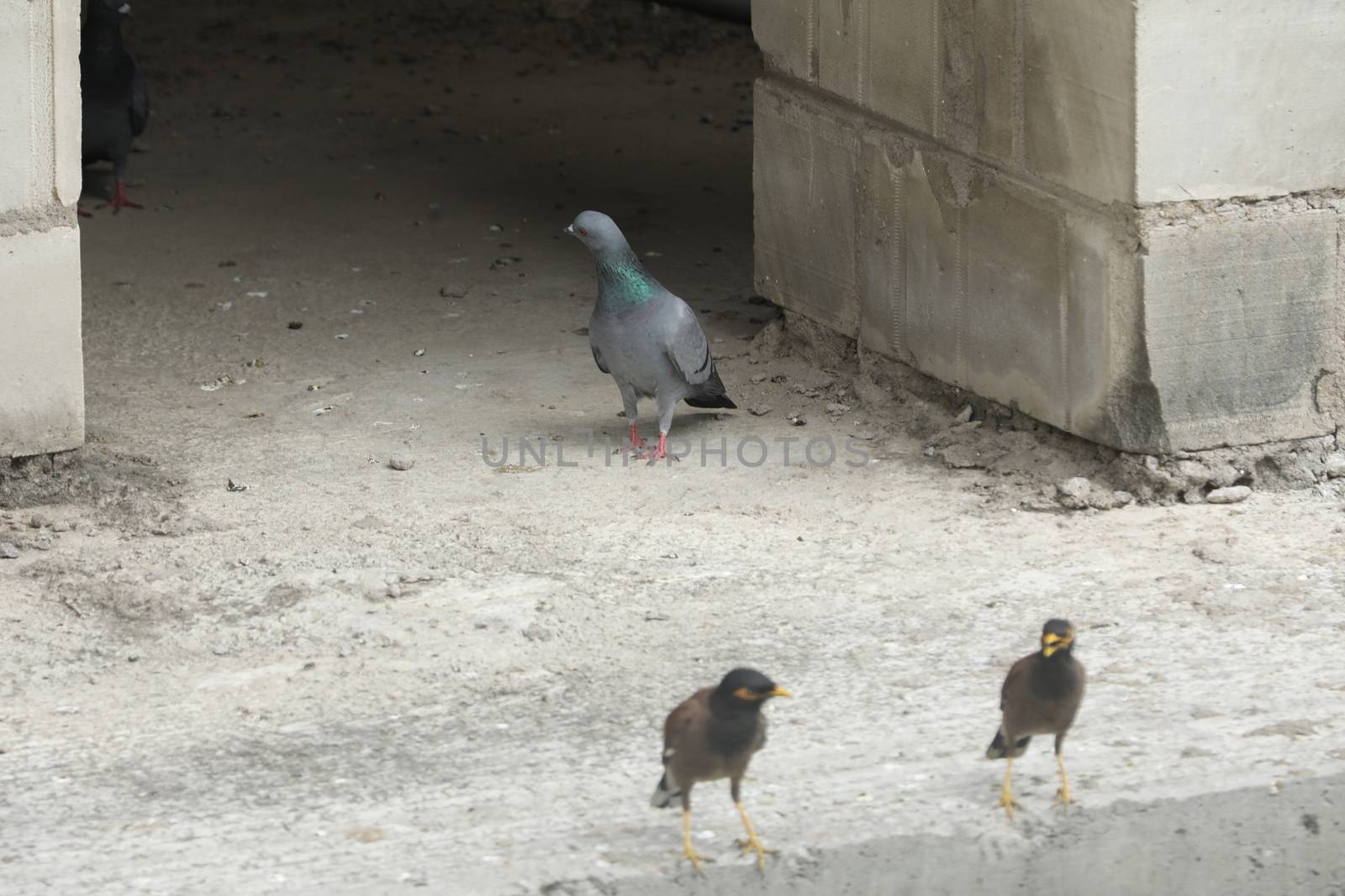Pigeon on the wall