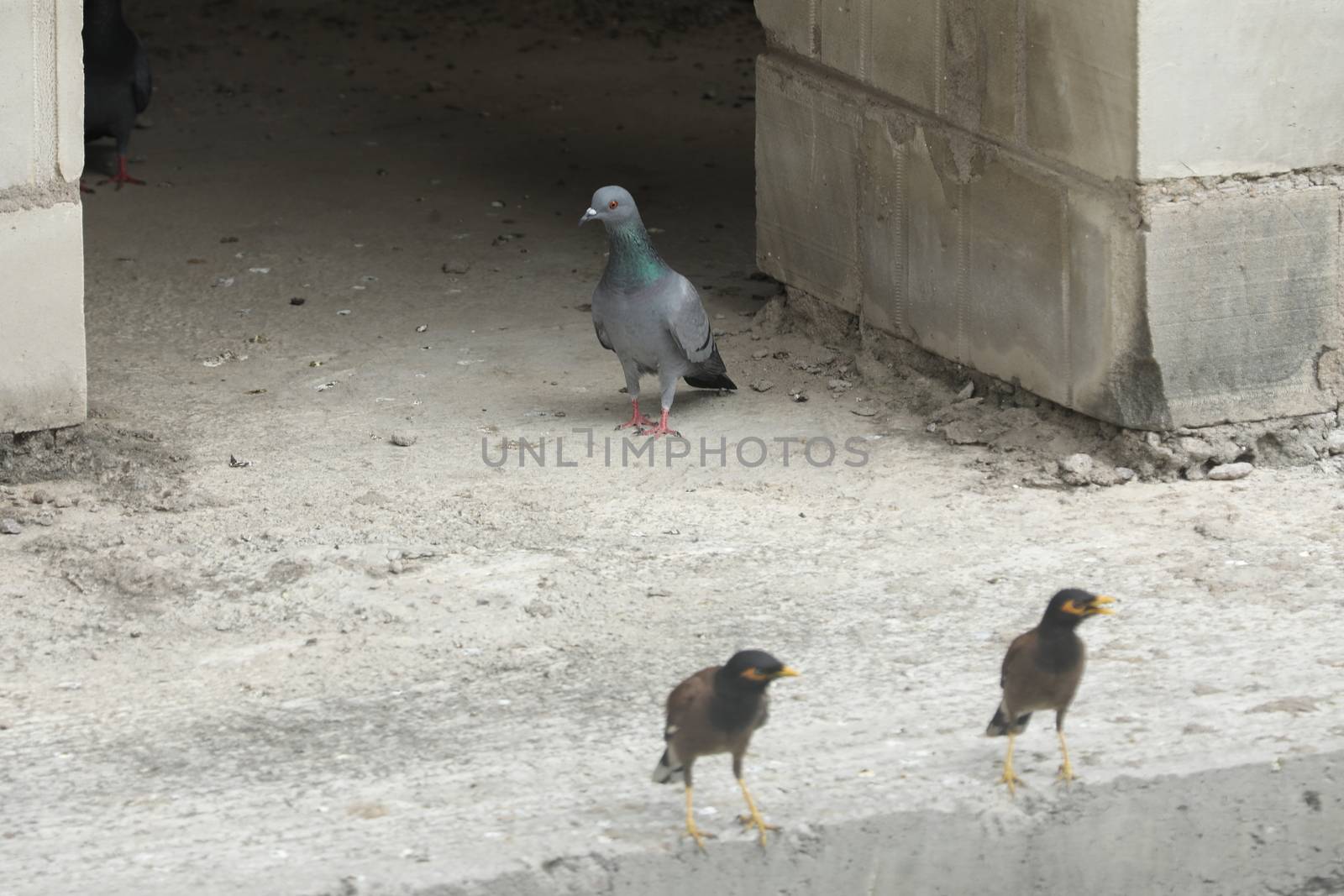 Pigeon on the wall