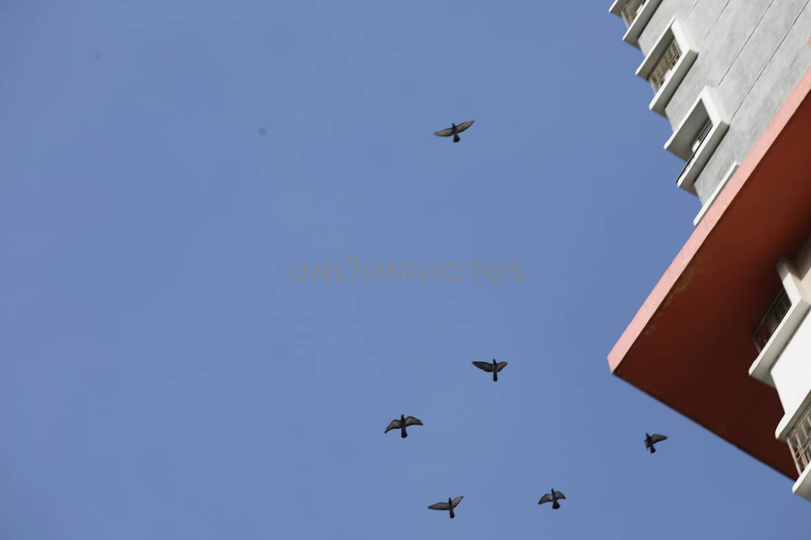 Birds flying in sky
