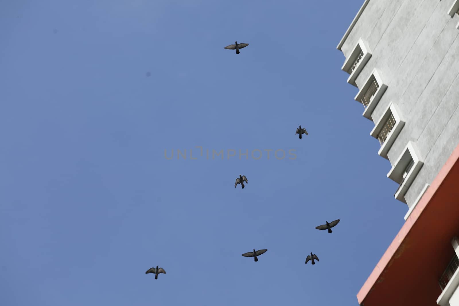 Birds flying in sky