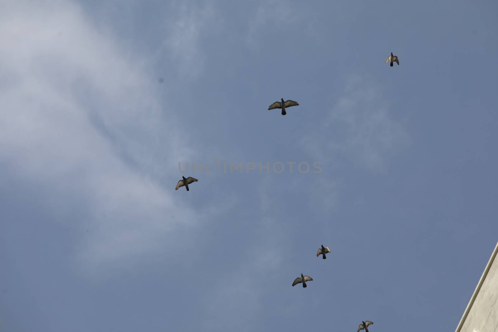 Aerial drone with an action camera