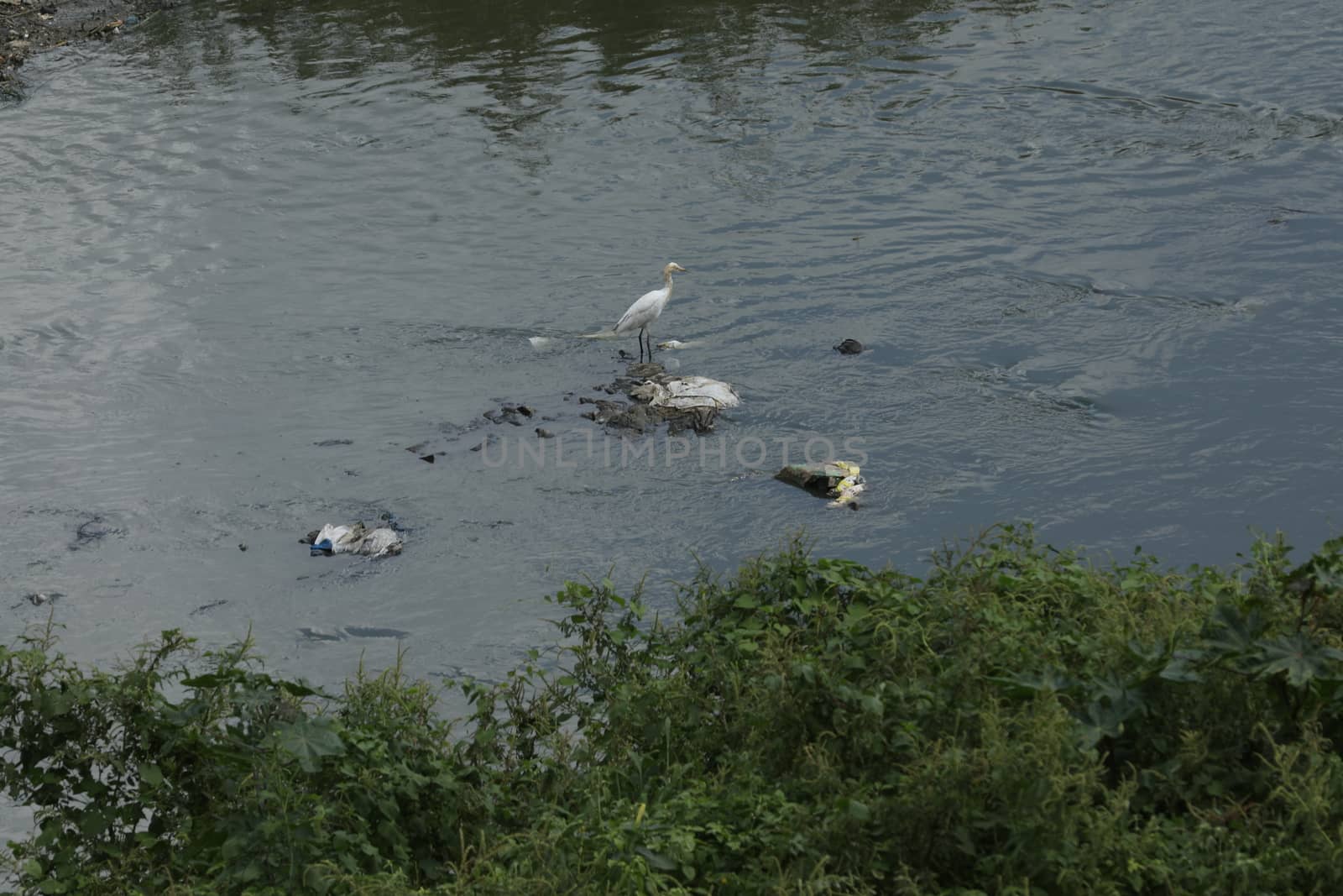 Bird in the Nature