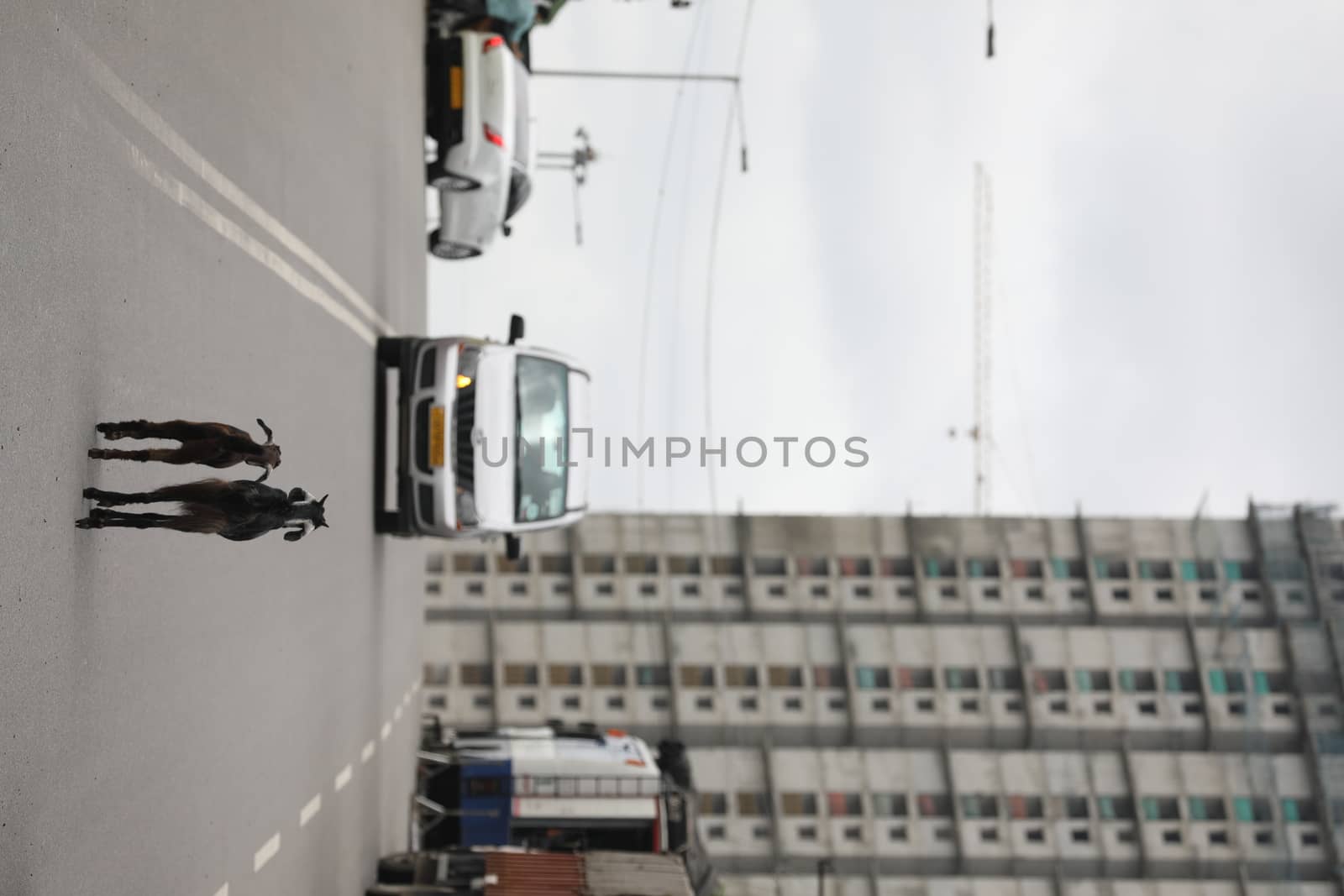 Goats on a city road