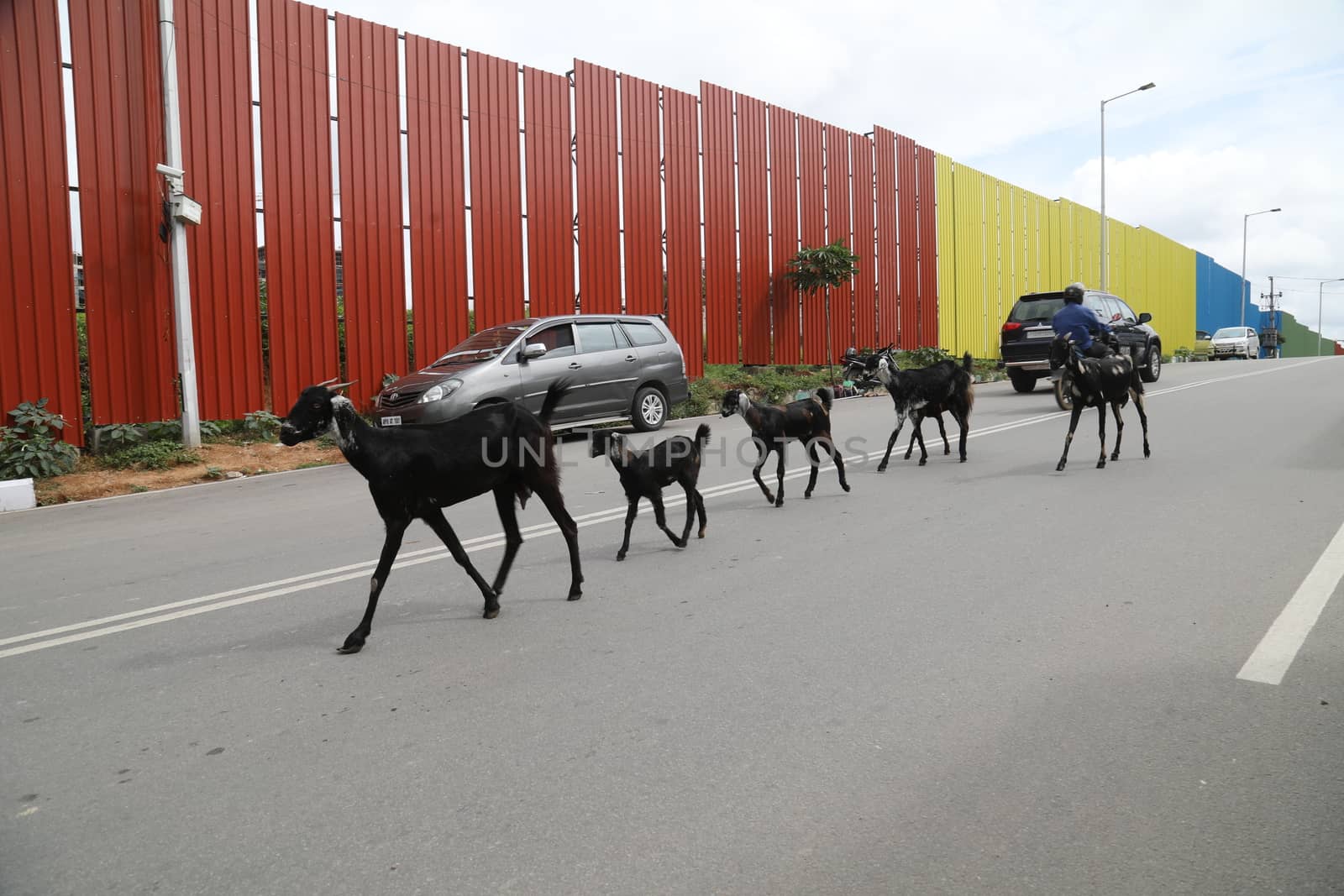 Goats on a city road