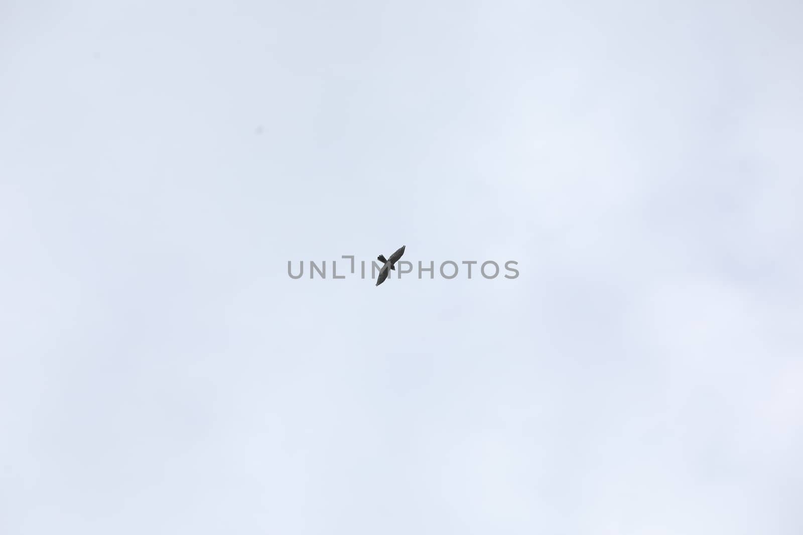 Birds flying in sky