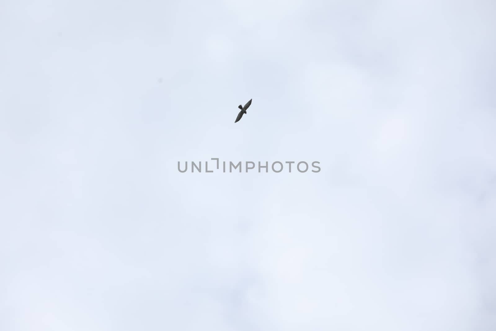 Birds flying in sky