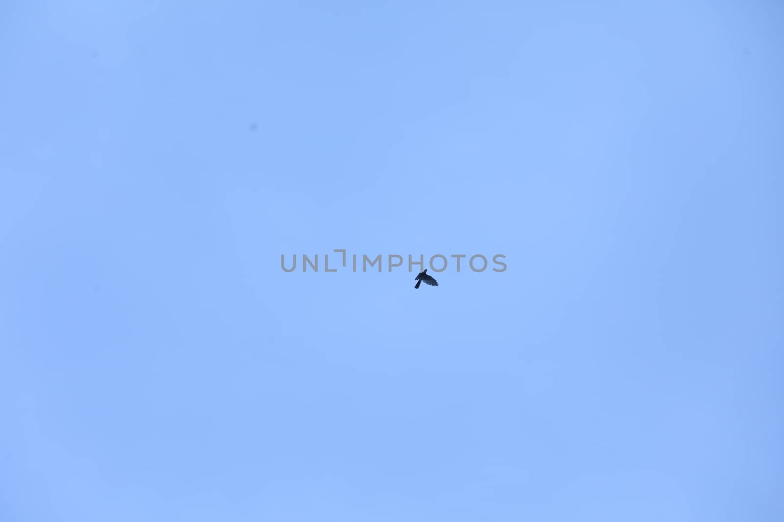 Birds flying in sky