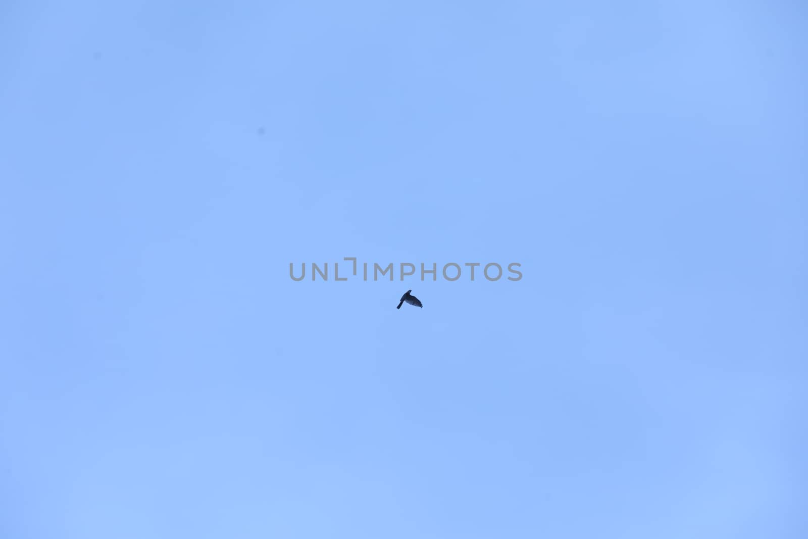 Birds flying in sky