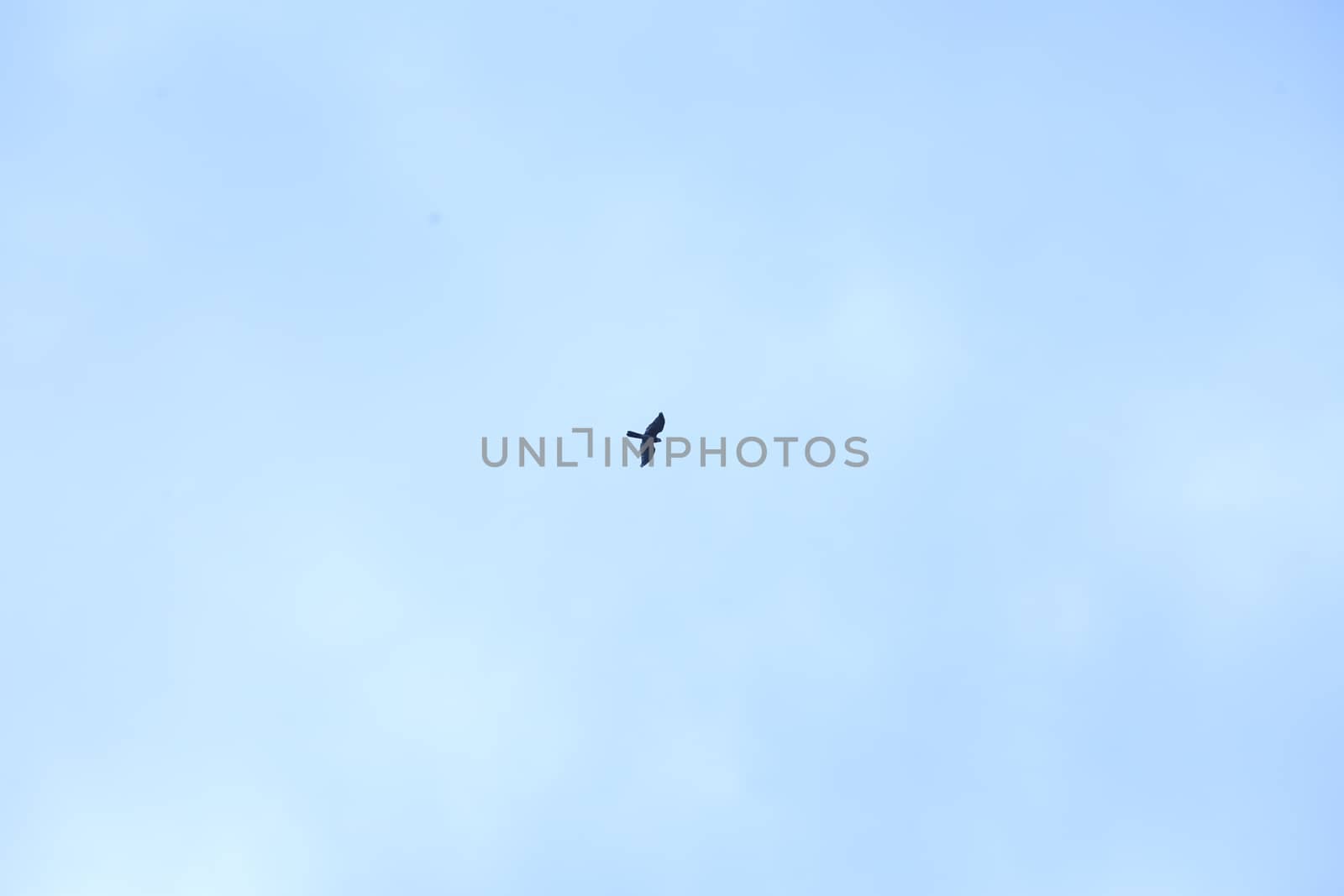 Birds flying in sky