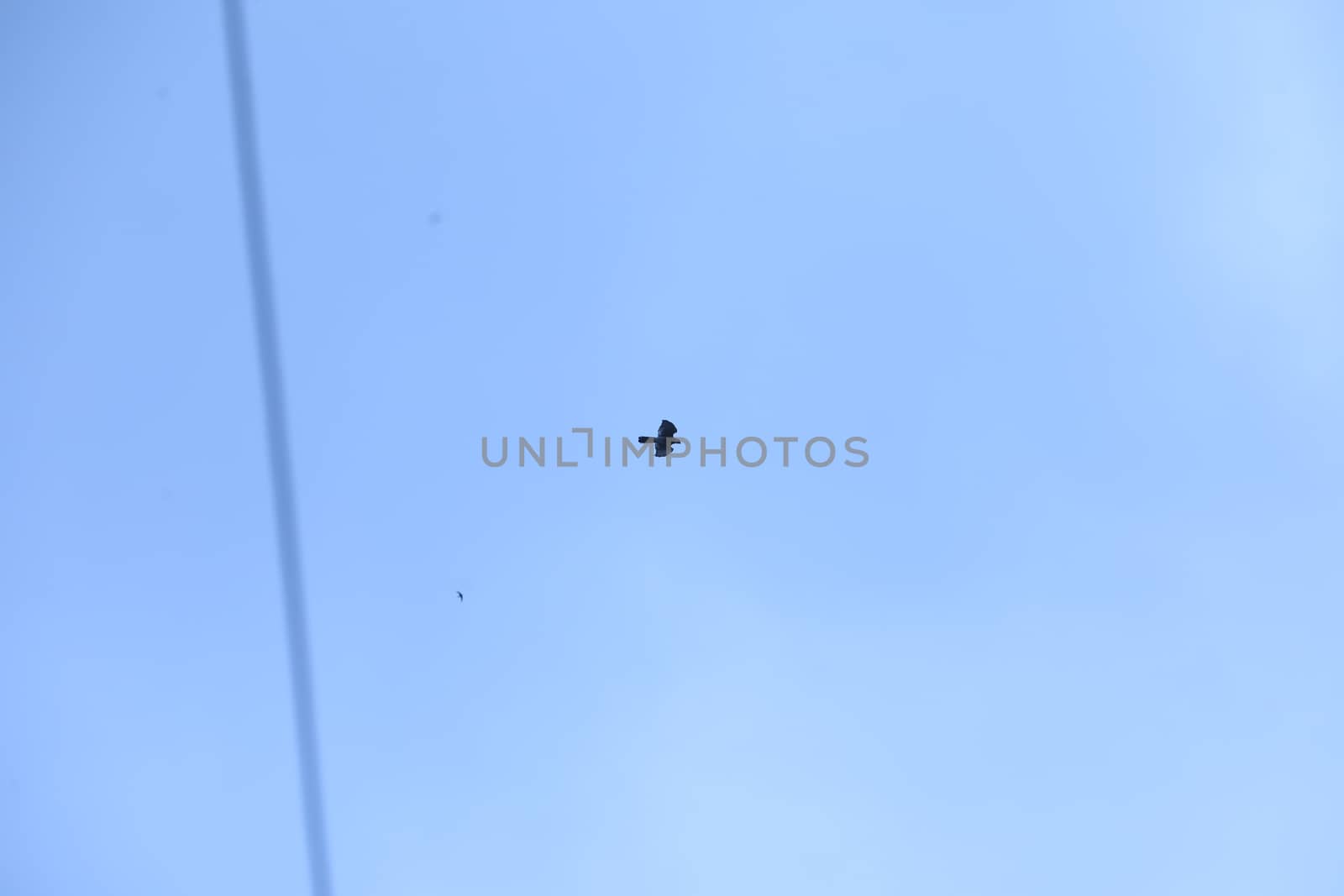 Birds flying in sky
