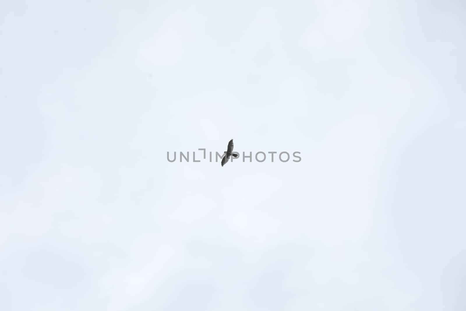 Birds flying in sky