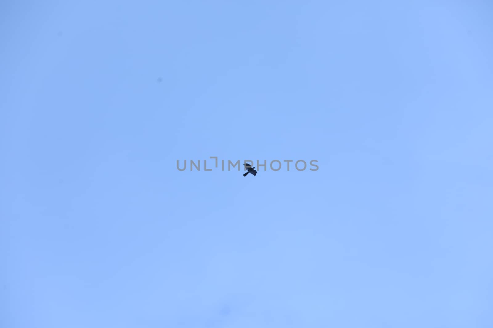 Birds flying in sky