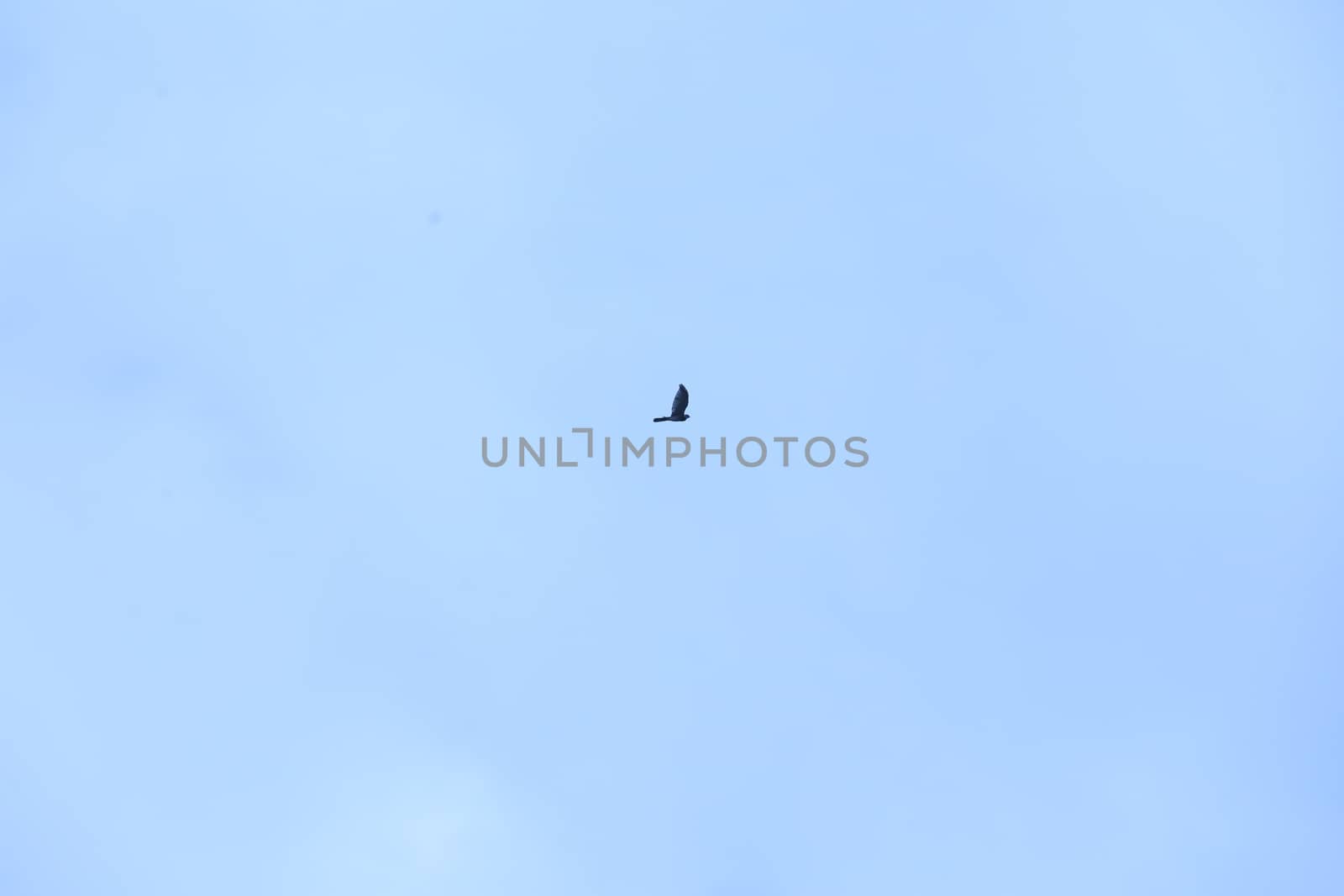 Birds flying in sky