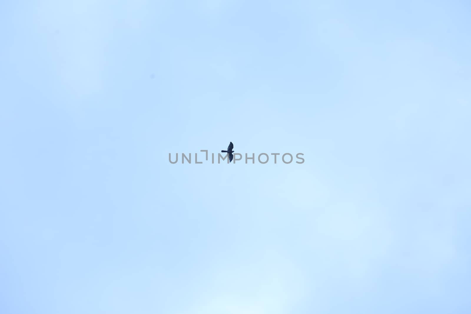 Birds flying in sky