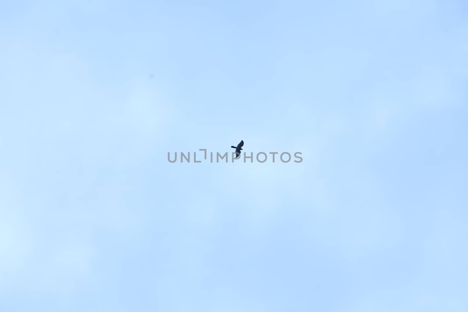 Birds flying in sky