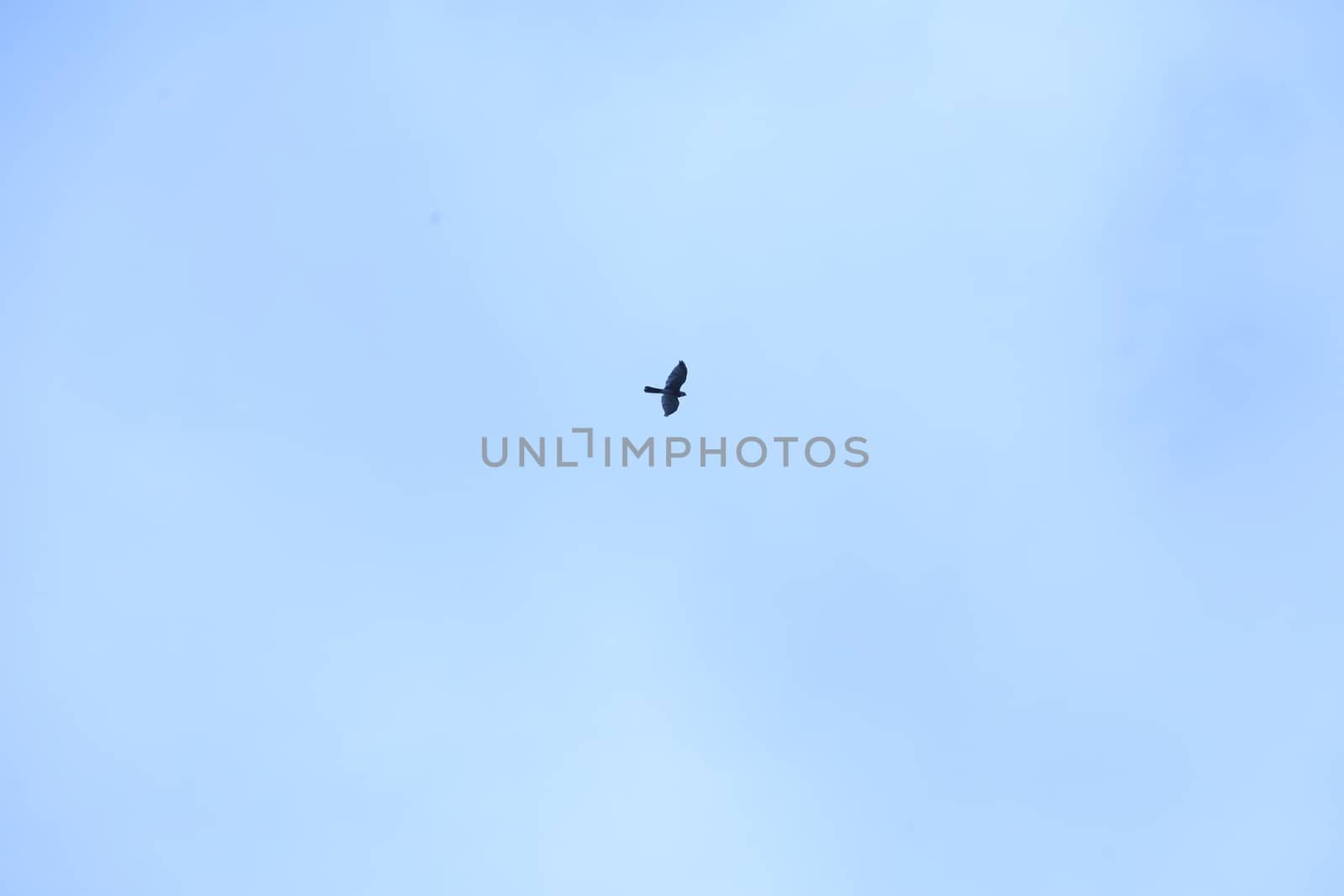 Birds flying in sky
