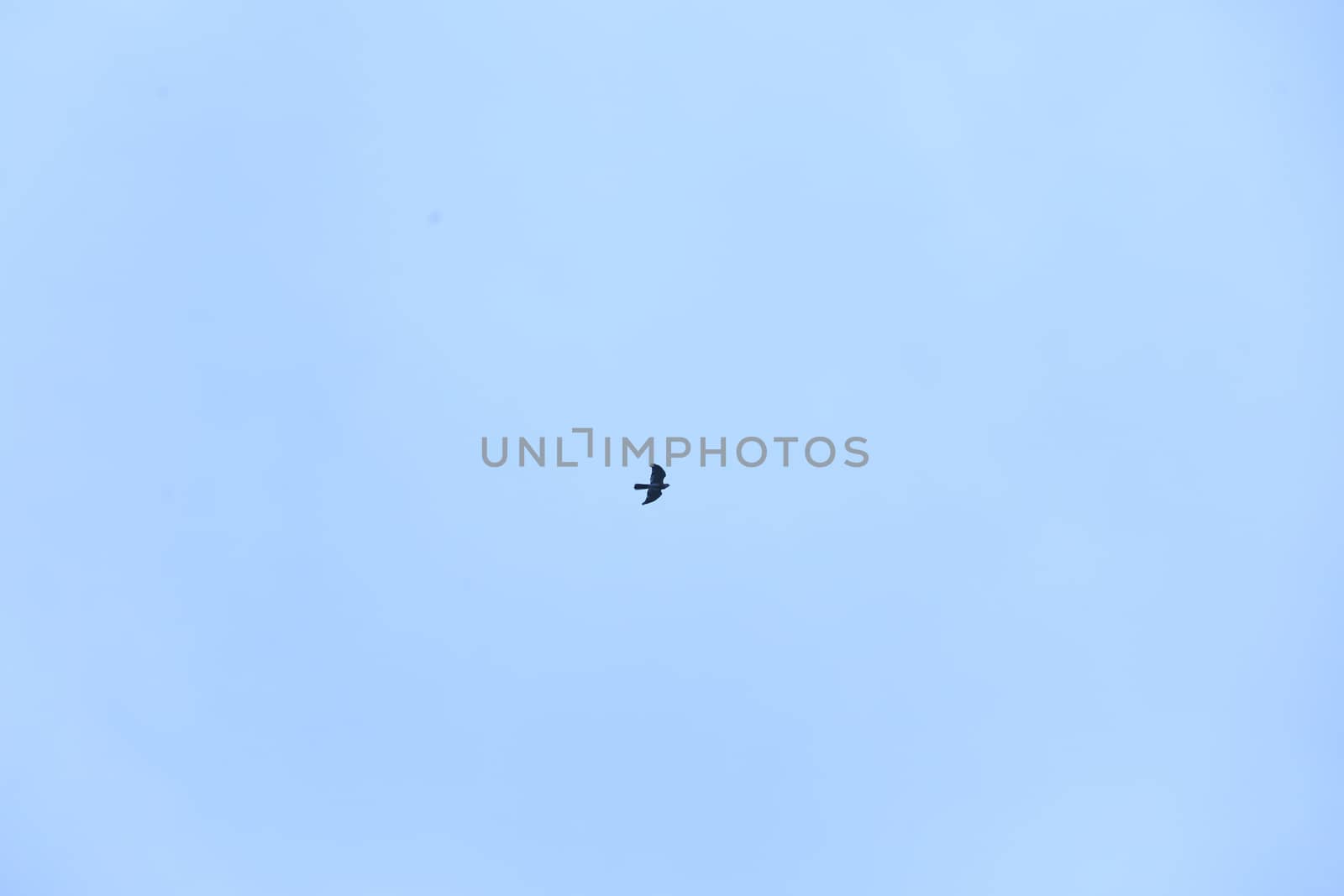 Birds flying in sky