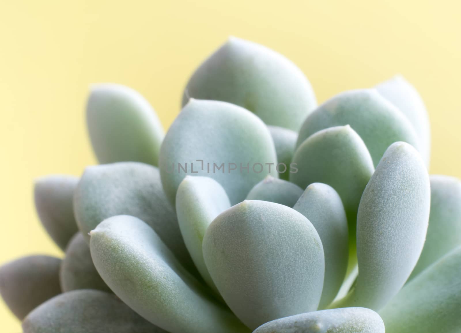 Succulent plant stonecrop, sedum, freshness leaves of sedum clavatum