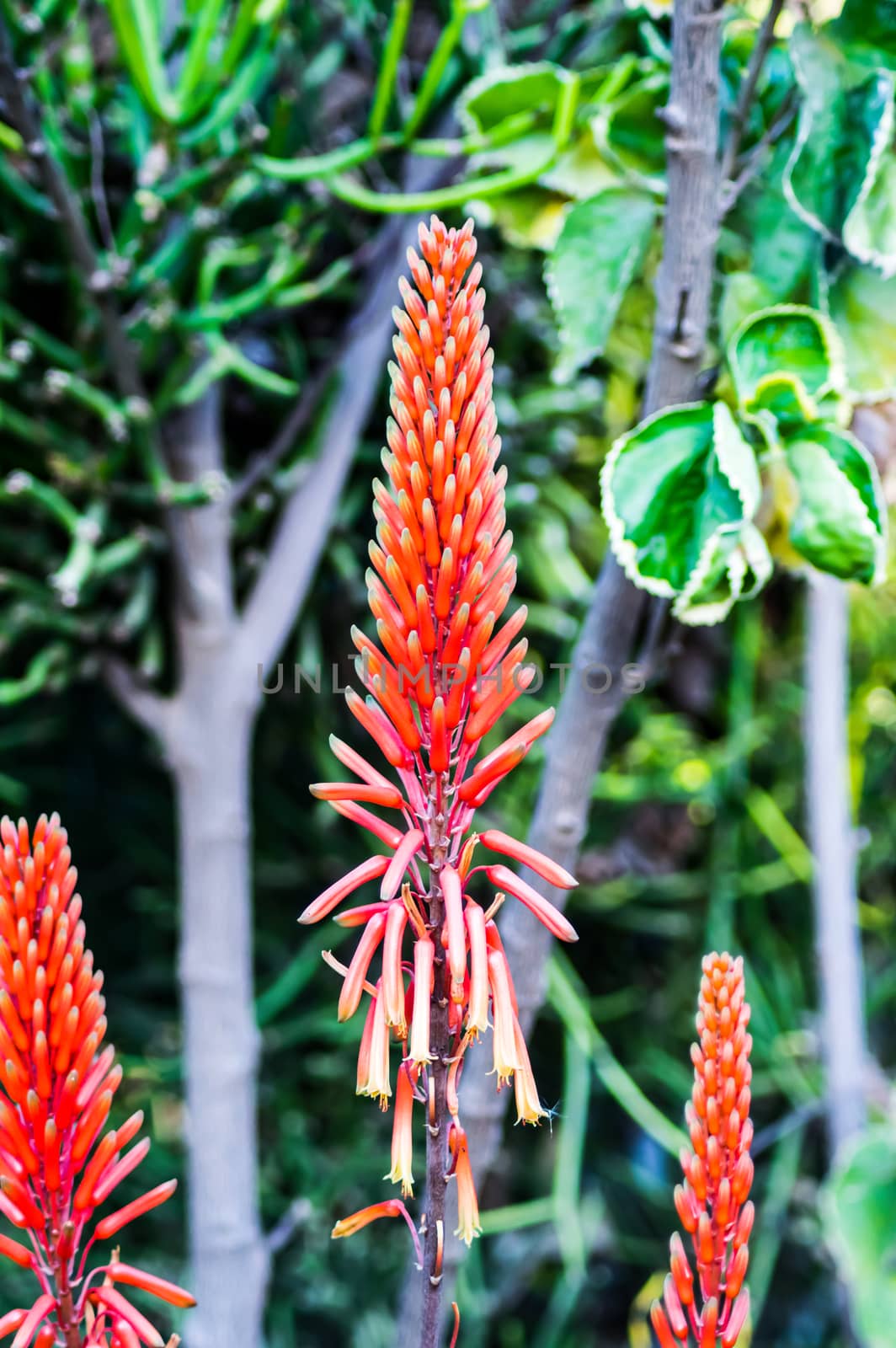 The Aloe plant is known for its medical properties, but not everyone knows its aesthetic characteristics well. These photos show the colors of Aloe Arborescens in a garden in Nairobi Kenya