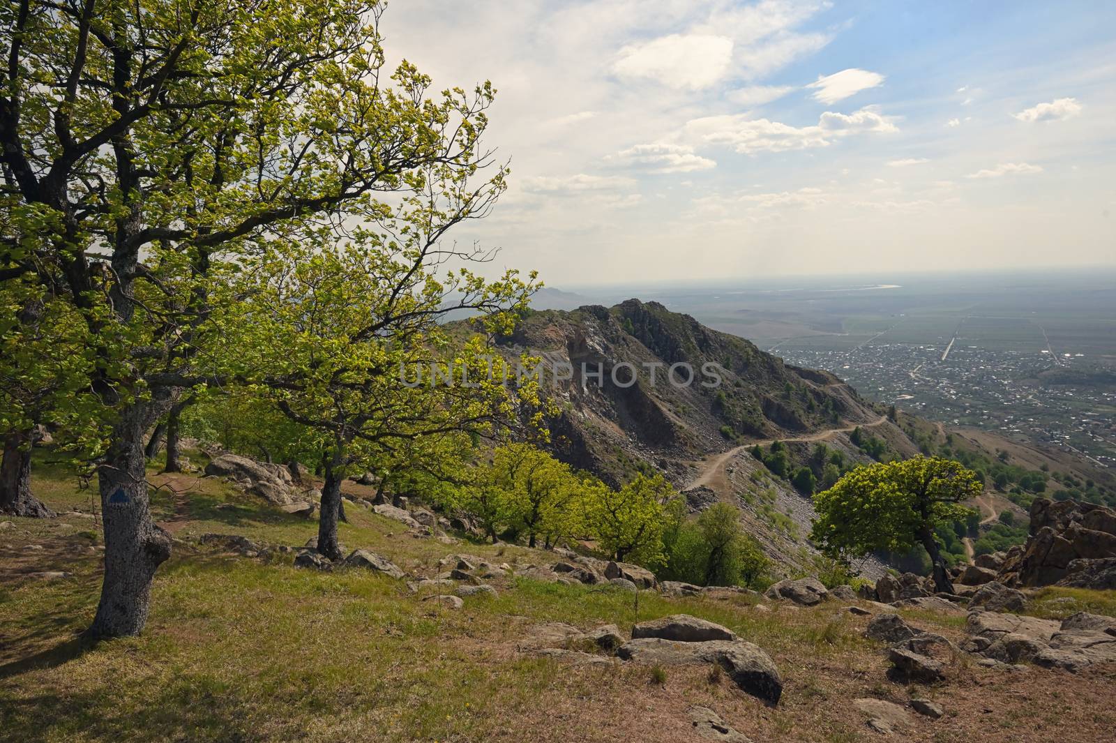 Spring Trees on the top of the Mountain by mady70