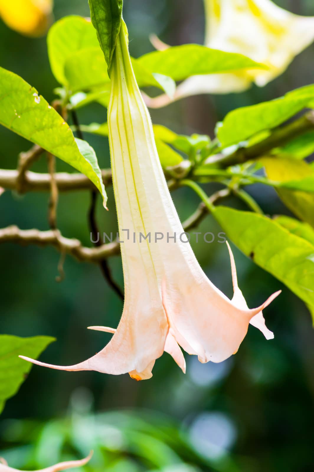 Anemopaegma is a genus of flowering plants in the Bignoniaceae family. The Anemopaegma species as well as many other unrelated plants are called catuaba. Delicate white and yellow wildflower, Anemopaegma.