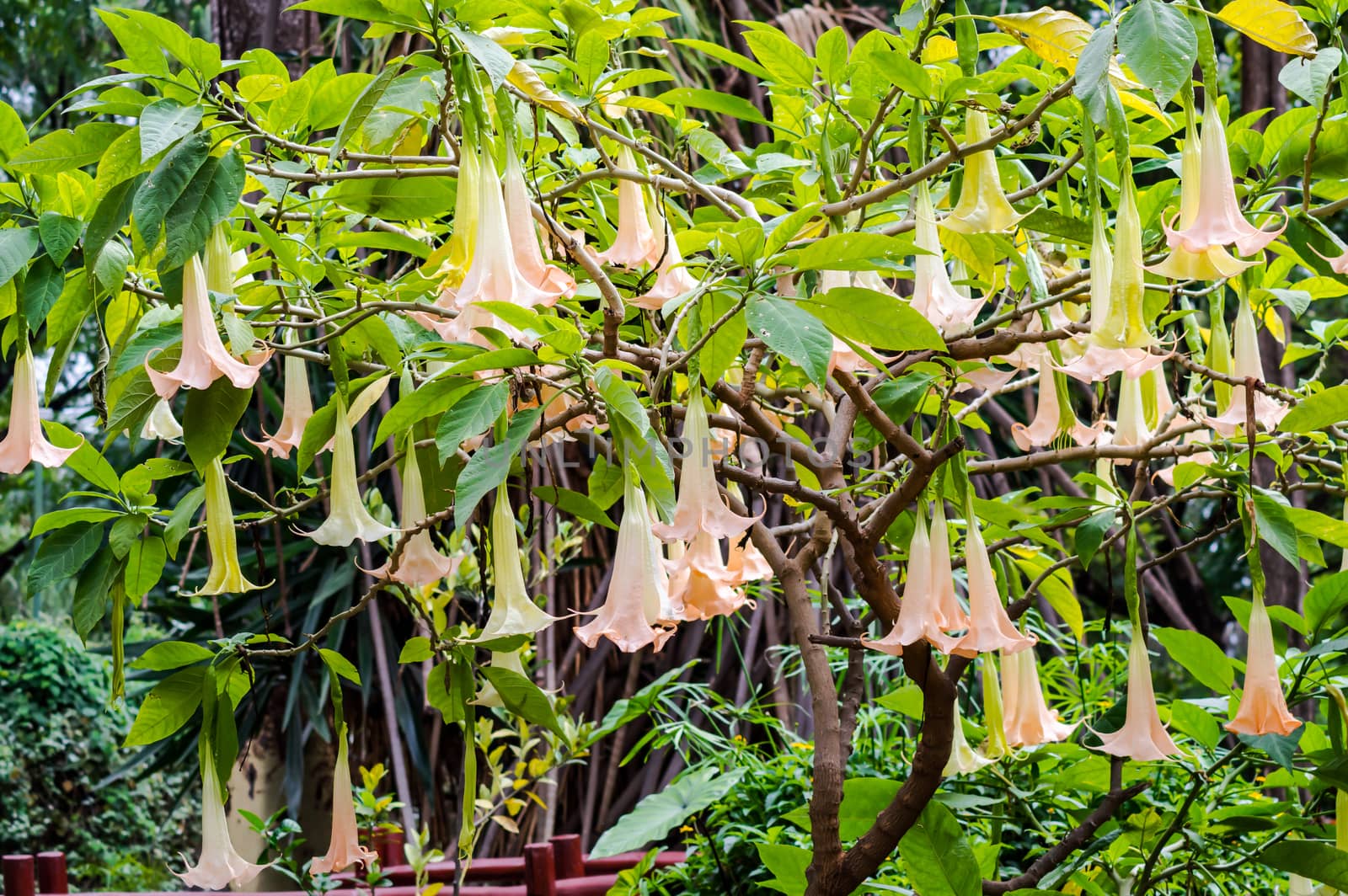 Anemopaegma is a genus of flowering plants in the Bignoniaceae family. The Anemopaegma species as well as many other unrelated plants are called catuaba. Delicate white and yellow wildflower, Anemopaegma.