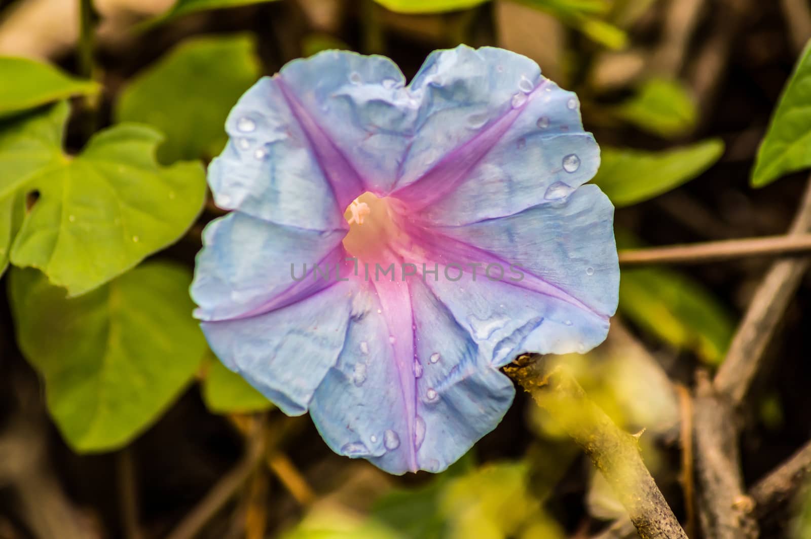 Ipomoea alba, also called moon flower due to its nocturnal flowering, is a species of plant in the Convolvulaceae family. photo in a garden in Nairobi Kenya