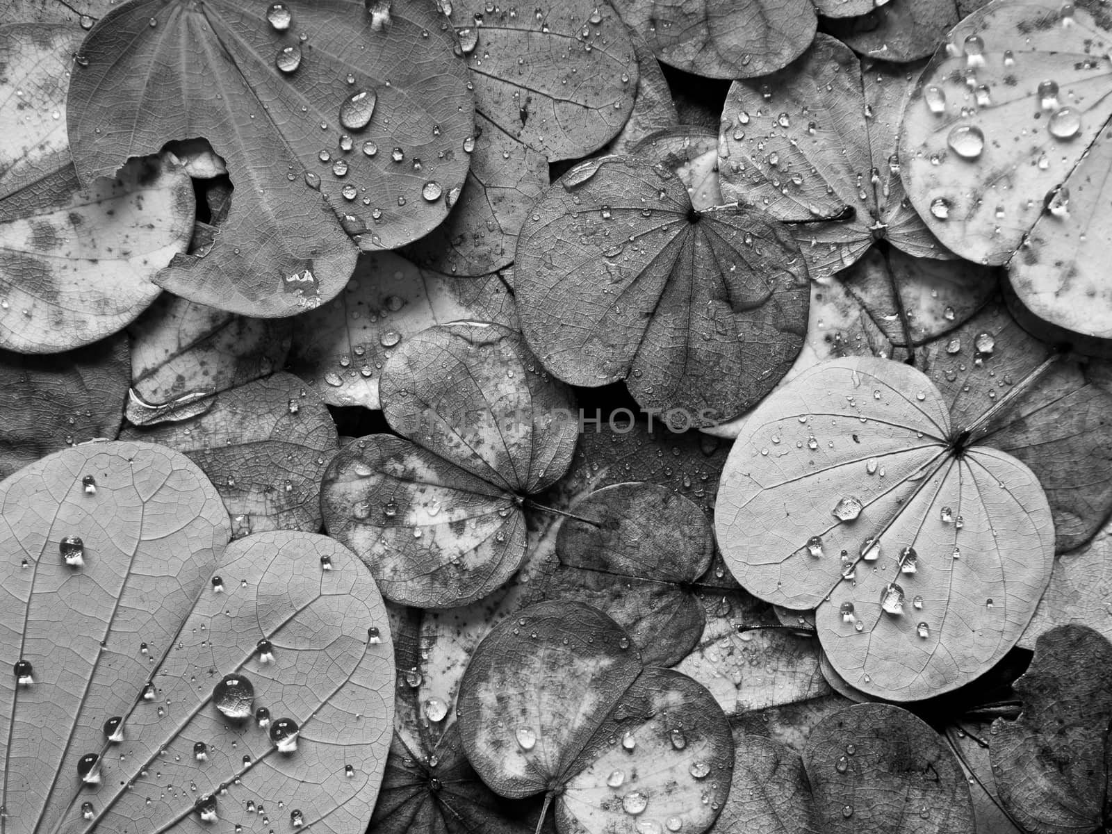 leaves fall from Butterfly tree in Autumn