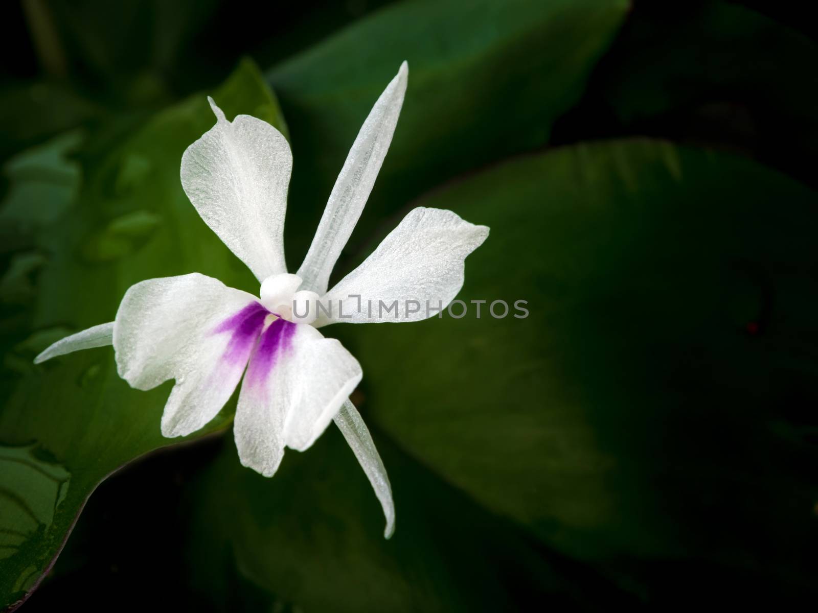 Freshness green leaves and white petal of Aromatic ginger flower by Satakorn