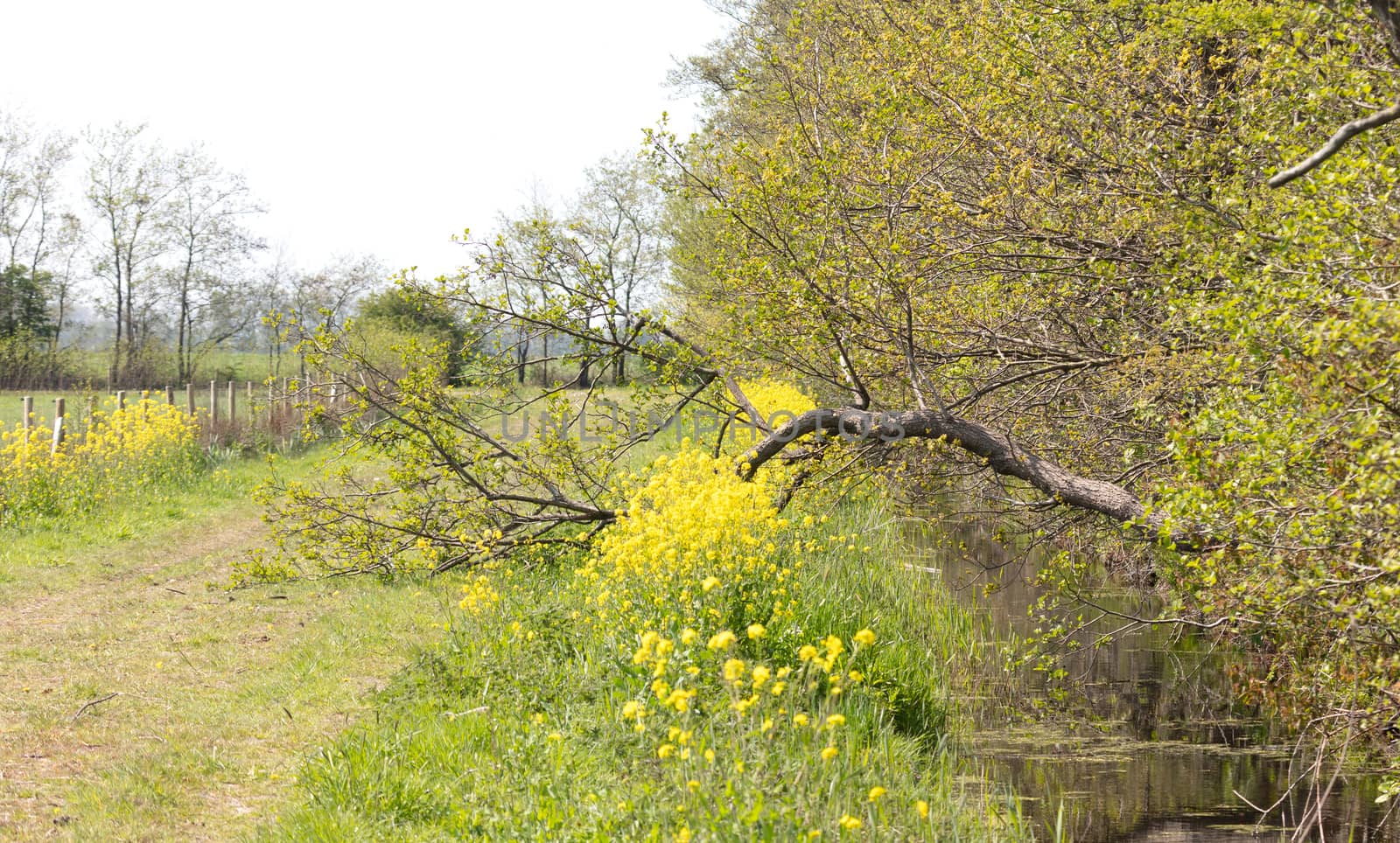 Ditch in the landscape, the Netherlands, fallen tree, selective focus