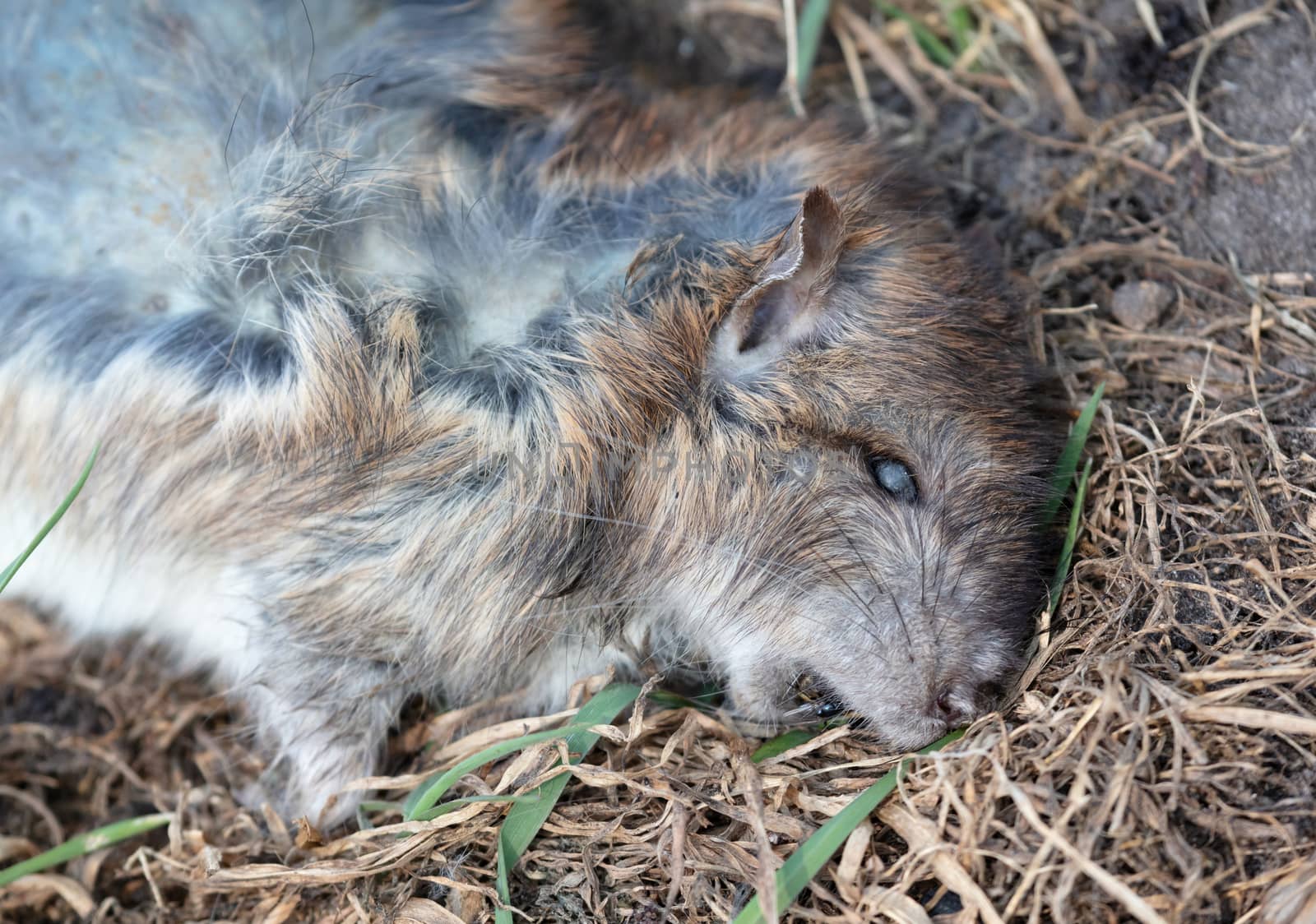 Dead muskrat lying in the grass, the Netherlands