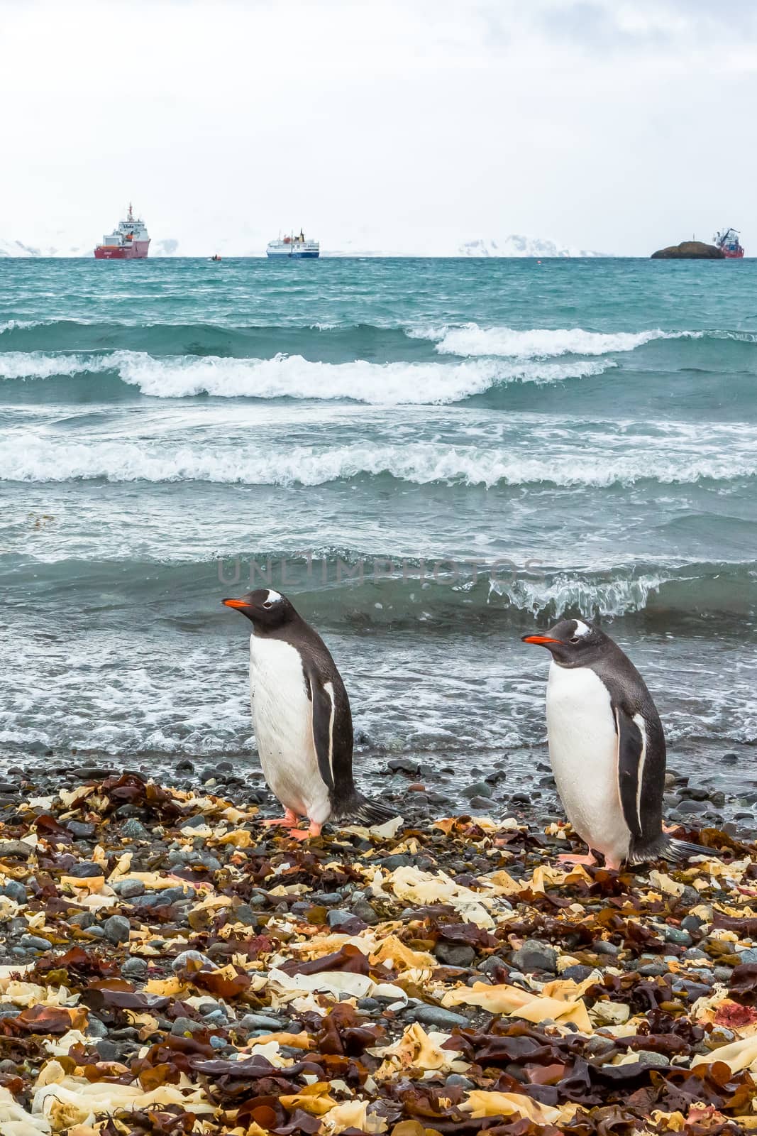 Beautiful landscape and scenery in Antarctica. Freezing