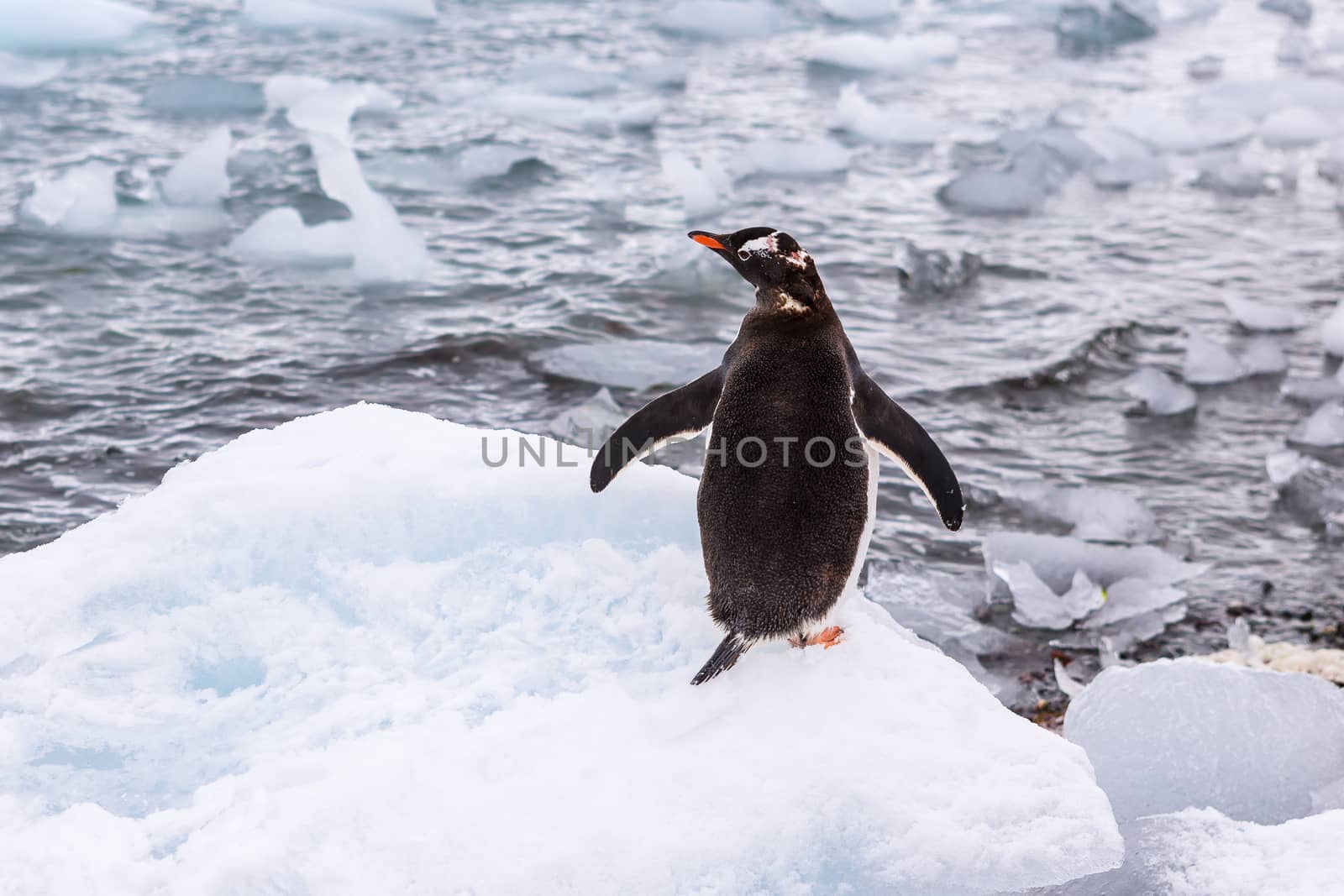 Beautiful landscape and scenery in Antarctica. Freezing