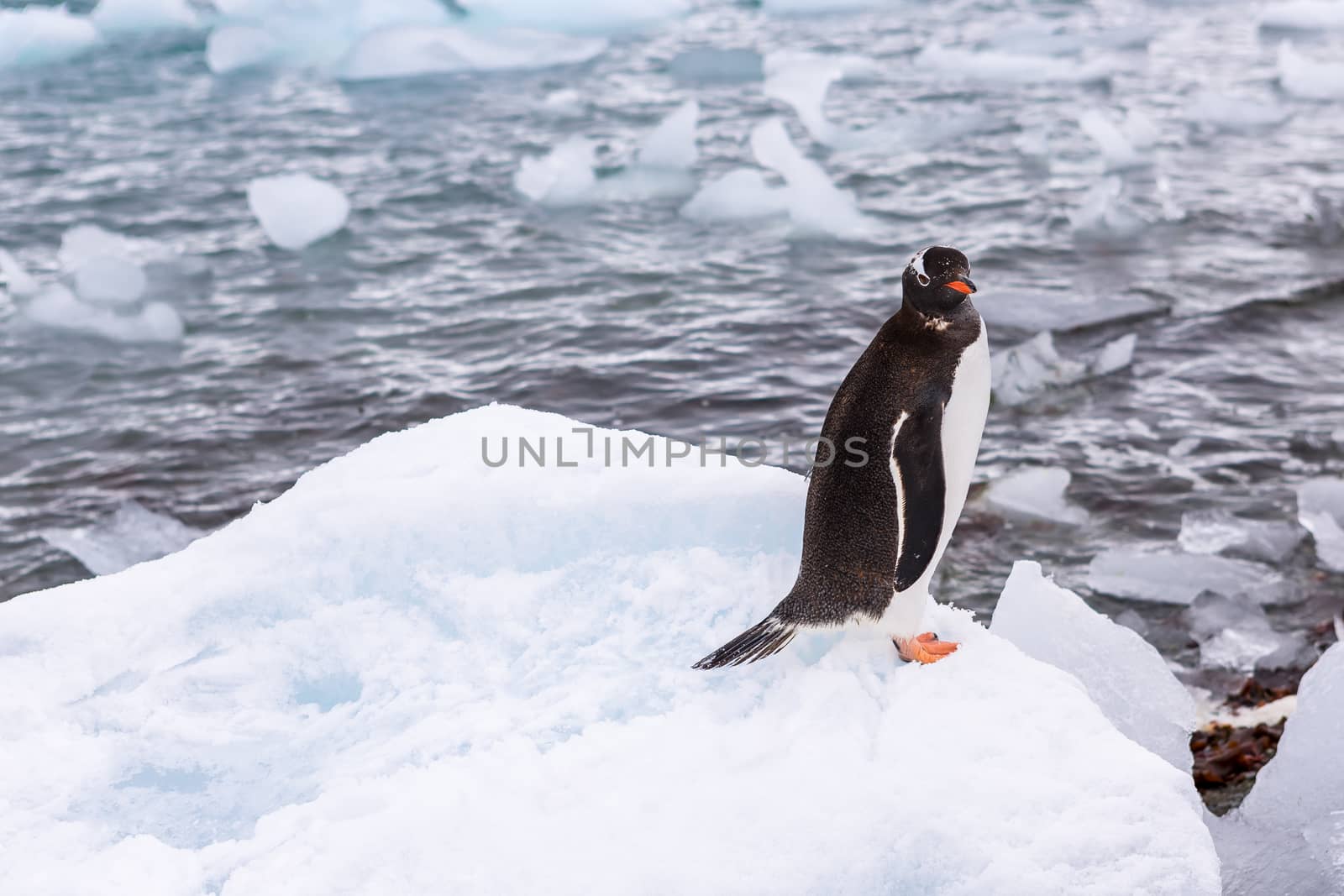 Beautiful landscape and scenery in Antarctica. Freezing