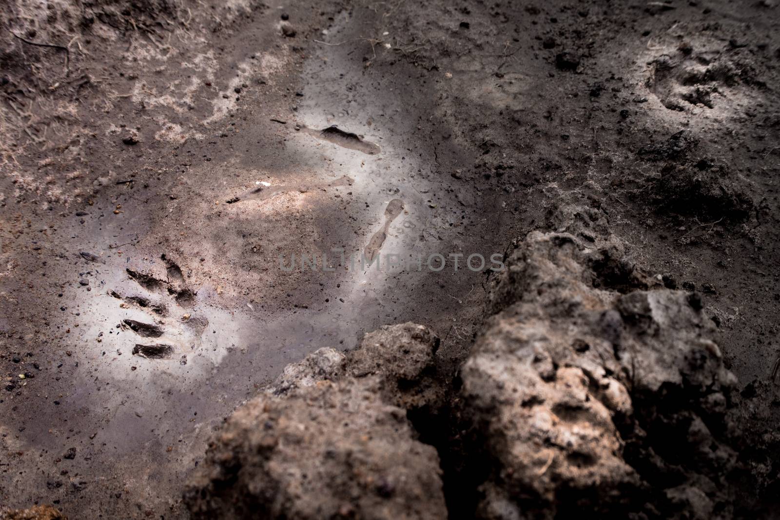 Wild animal footprint tread on soft soil ground by Satakorn