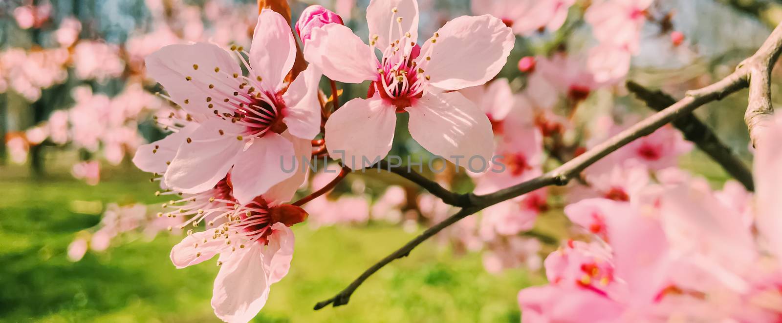 Apple tree flowers bloom, floral blossom in sunny spring