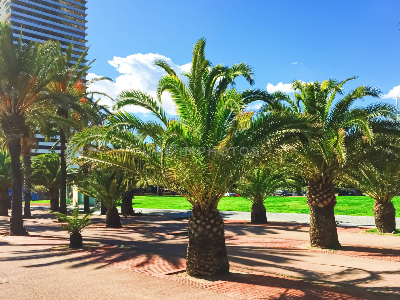 Palm trees on the beach in summer in Barcelona, nature and travel scene