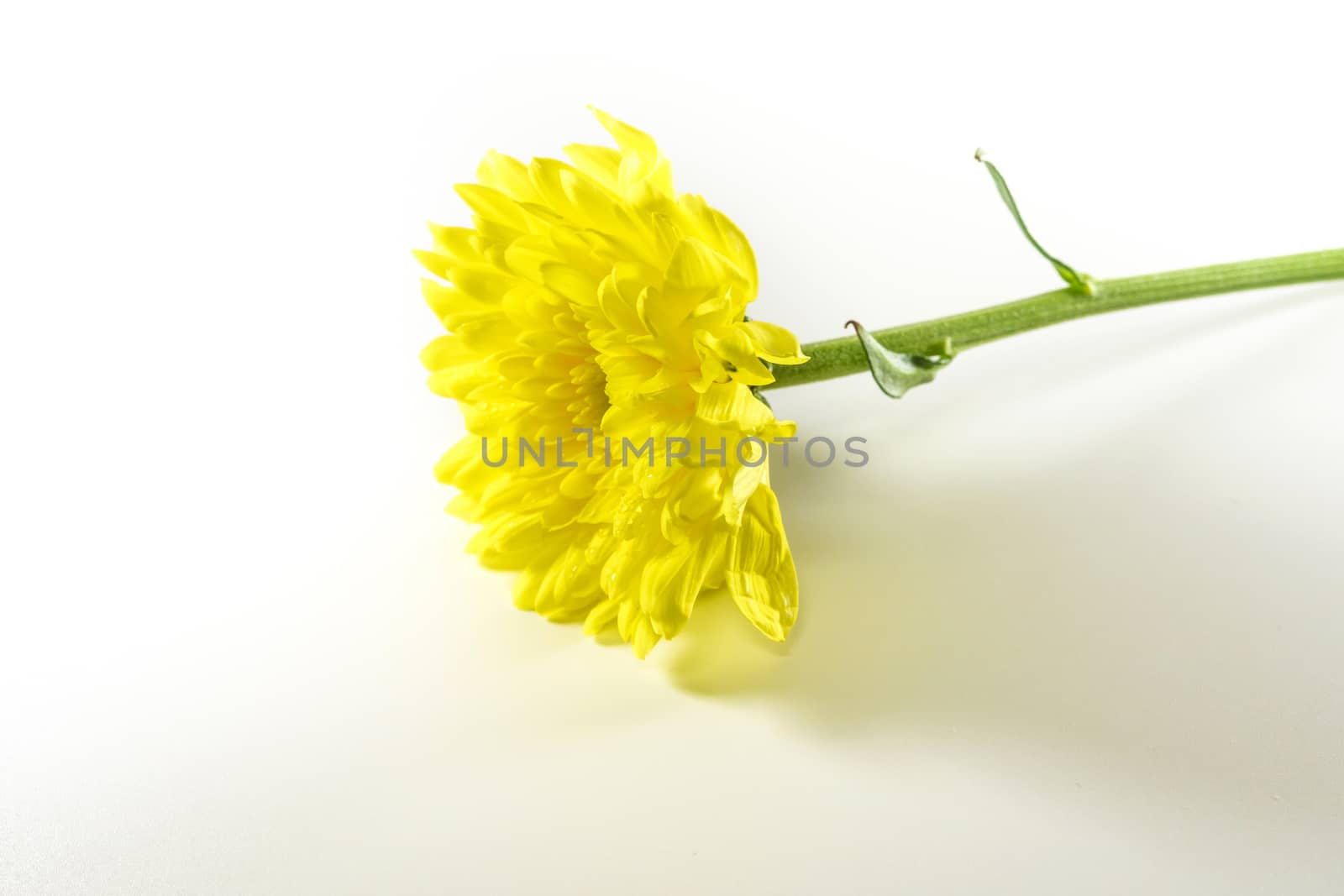 Freshness chrysanthemum flower isolated on white background by Satakorn