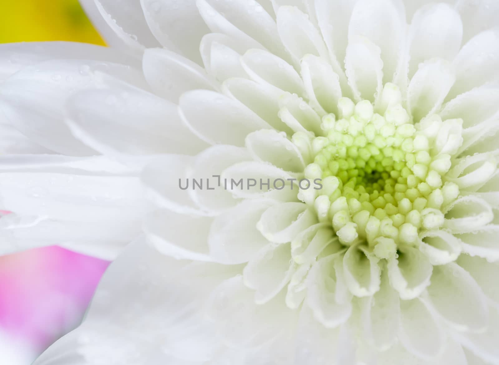 Close up of white chrysanthemum flower, shallow depth of field by Satakorn