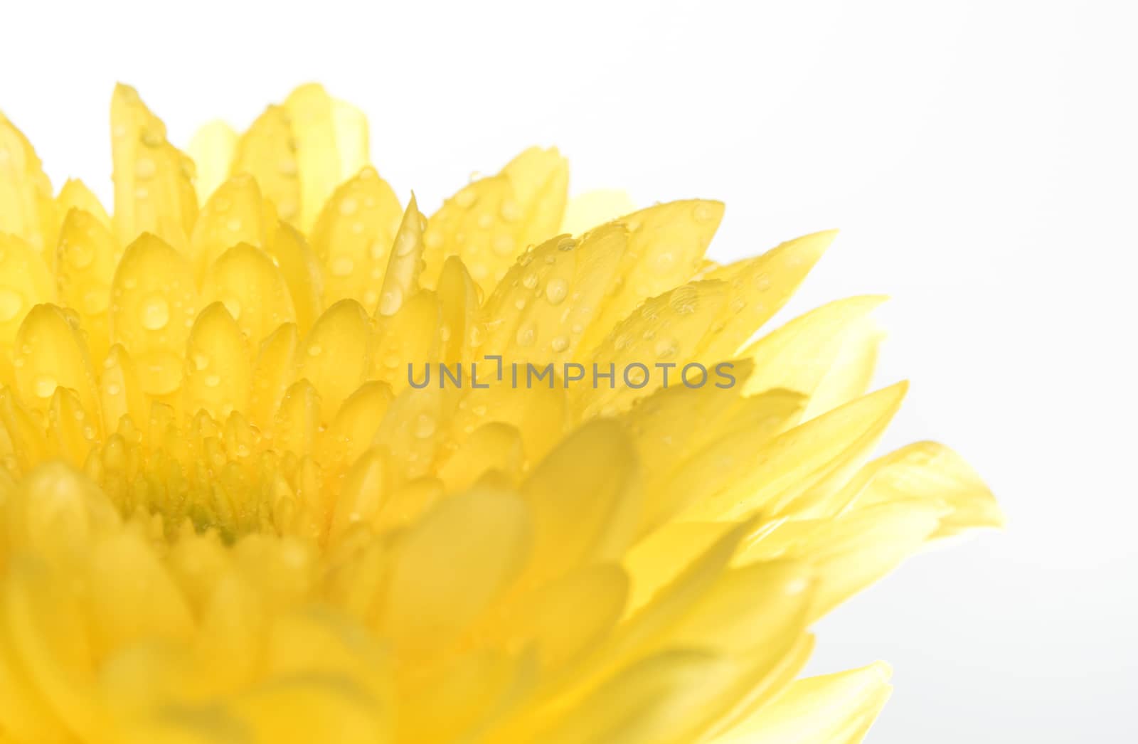 Yellow chrysanthemum flower on white background, translucent petals, light from behind and shallow depth of field