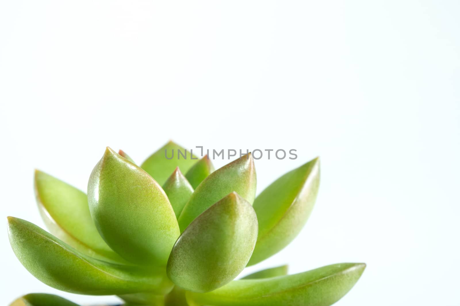 Succulent plant stonecrop, sedum, freshness leaves of sedum Lucidum on white background