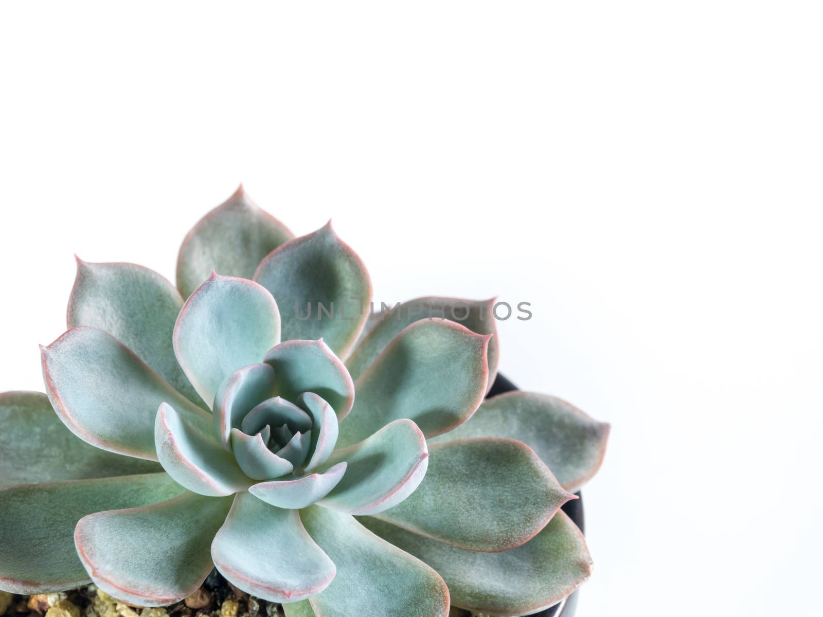 Succulent plant close up fresh leaves detail of Echeveria peacoc by Satakorn