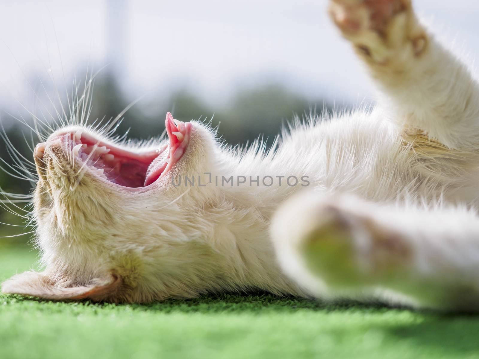 young cat lying, filmed while yawning.