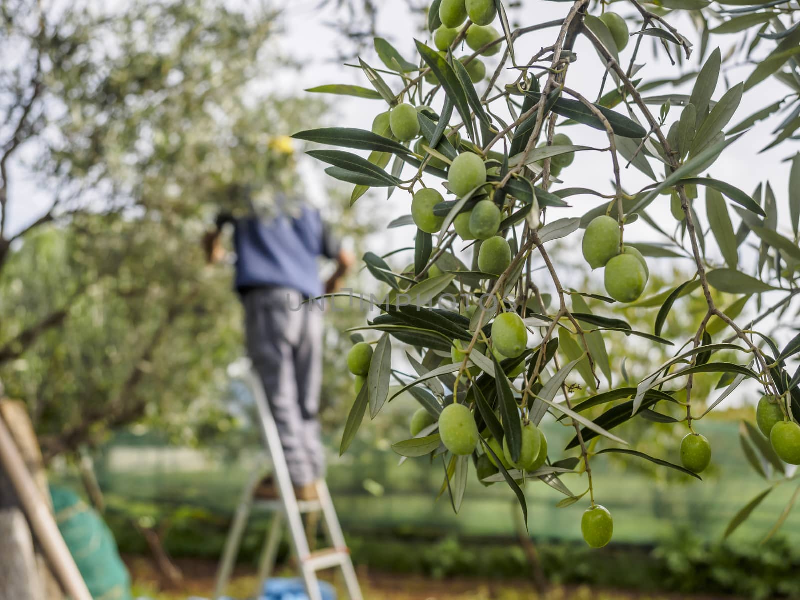 Traditional olive harvest in Italy, using poles and nets.