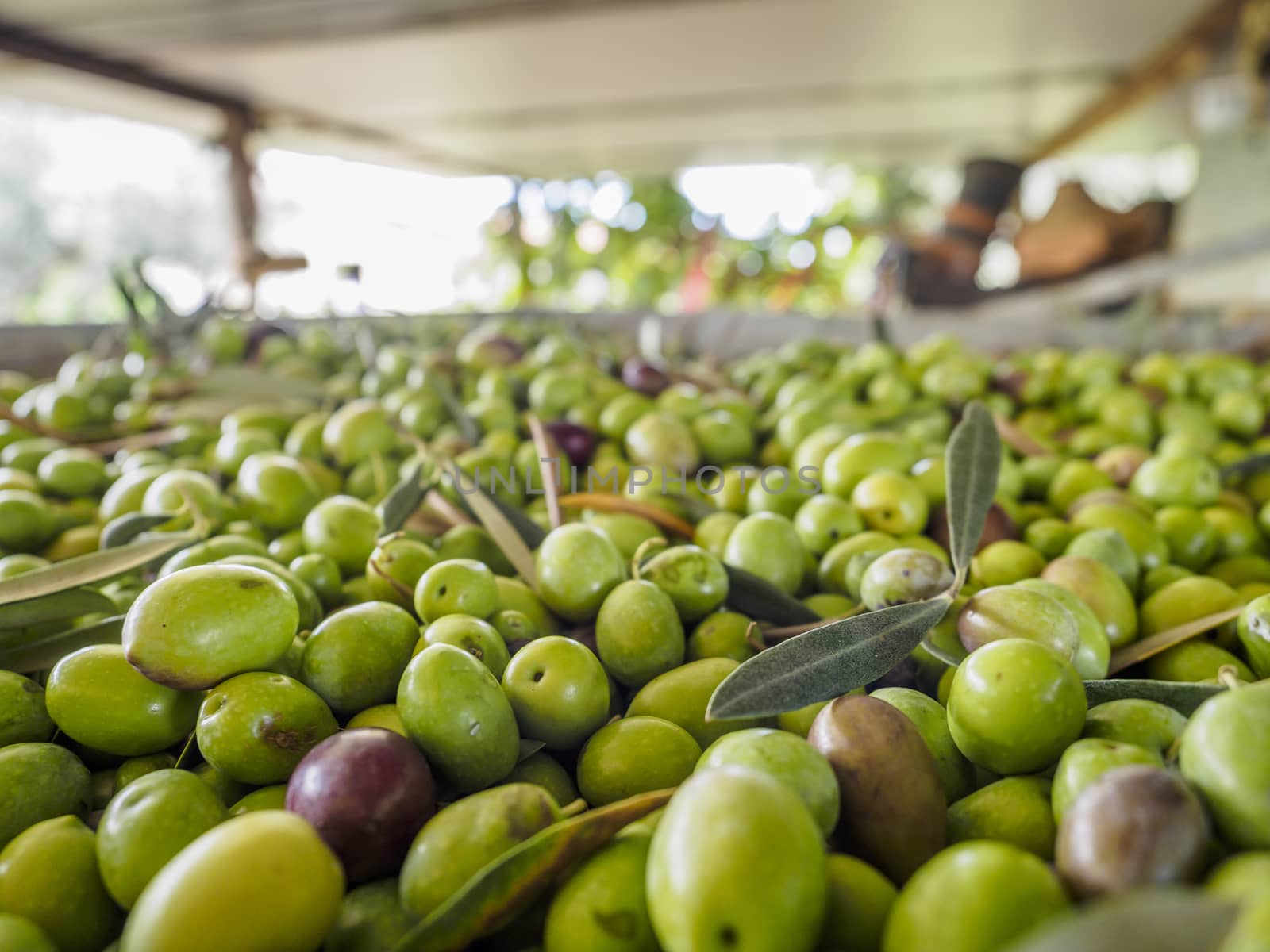 olive grove by vinciber