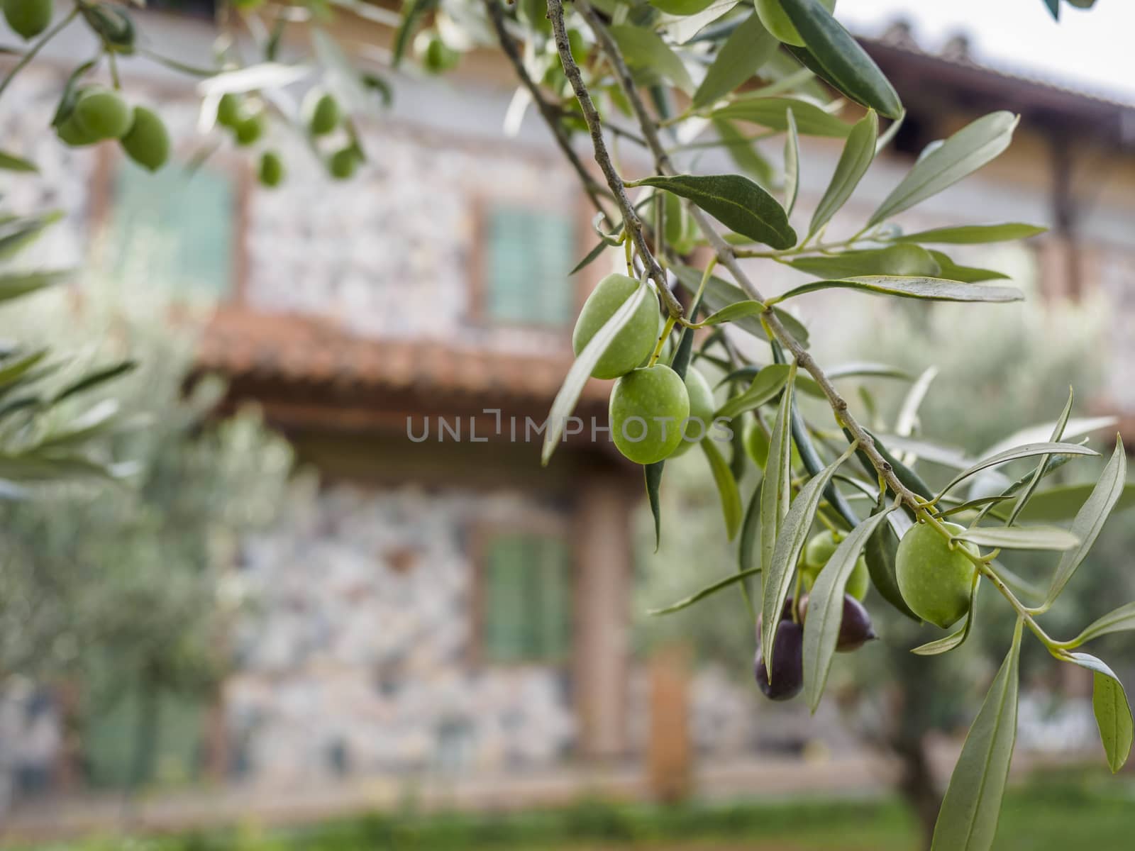 olive grove by vinciber