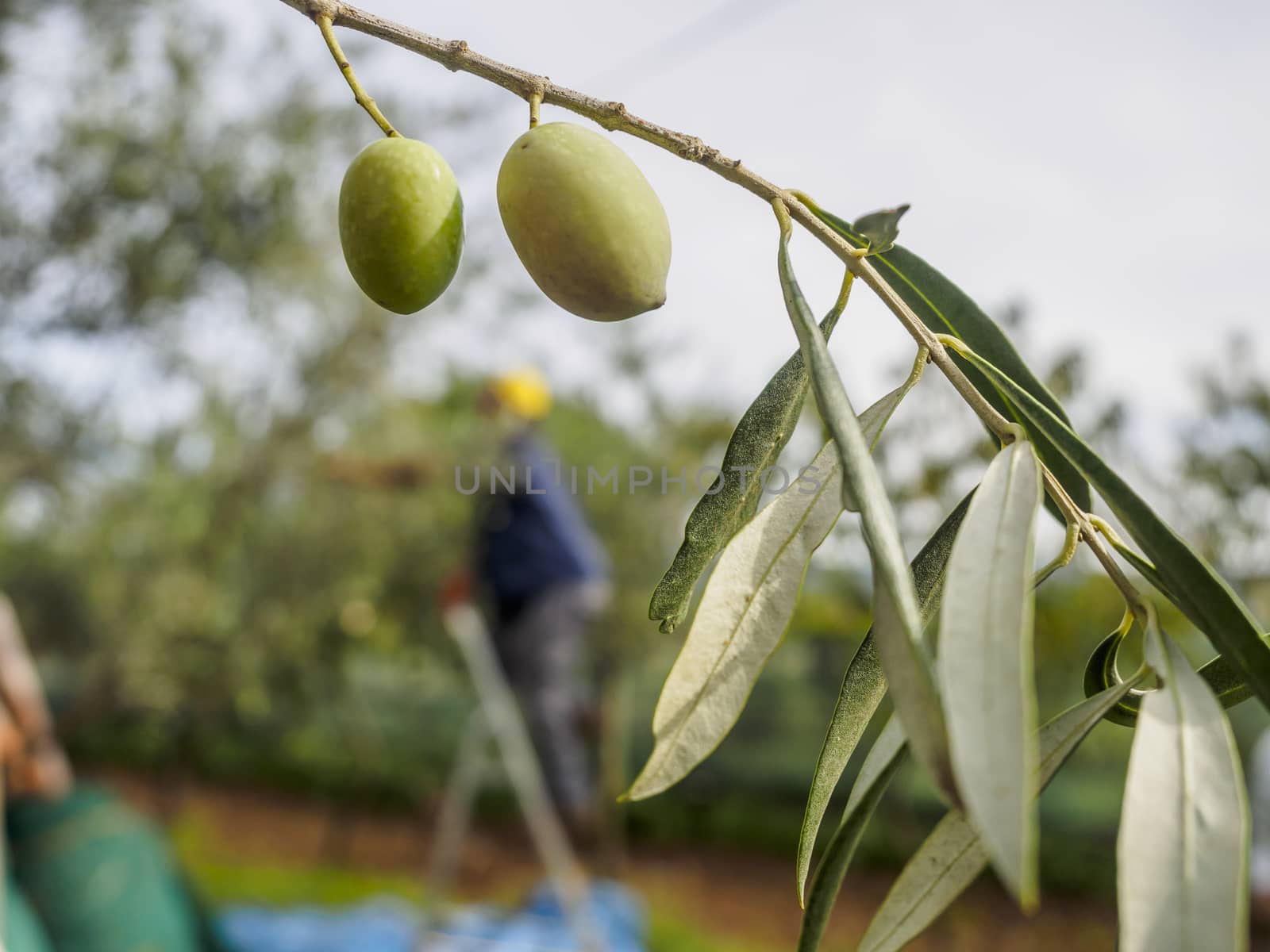 Traditional olive harvest in Italy, using poles and nets.